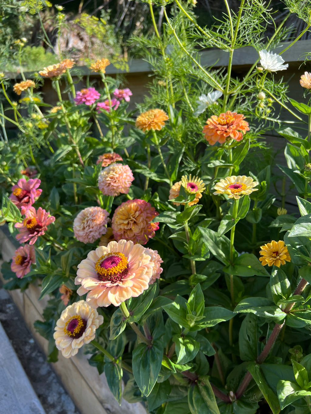 Zinnia Seeds
