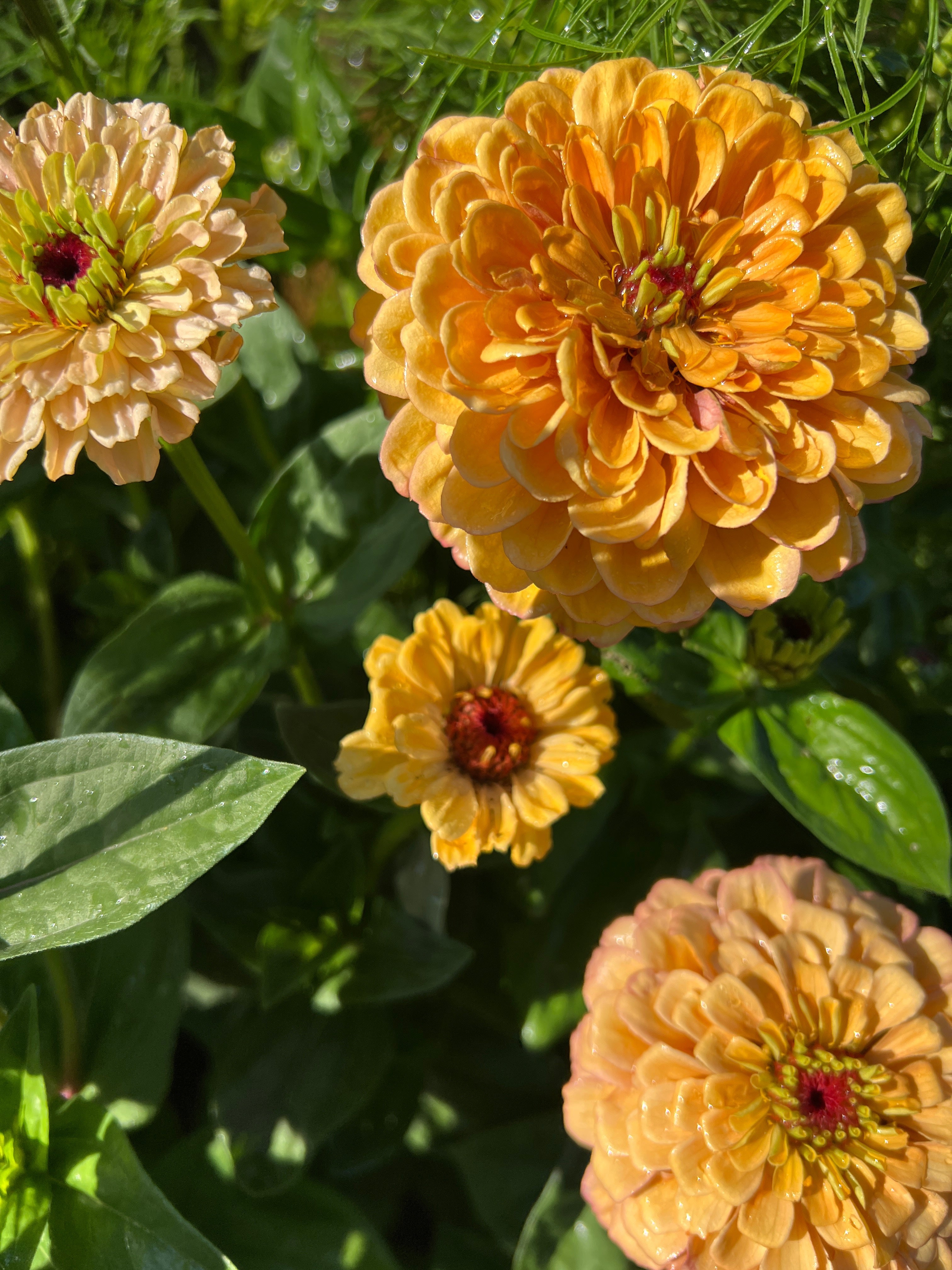 Zinnia Seeds