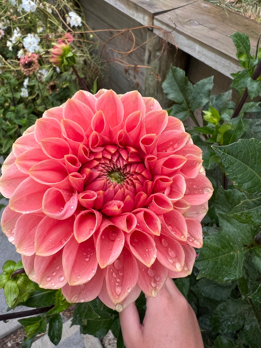 Dahlia Tuber - Romance [VERY LIMTED NUMBERS]