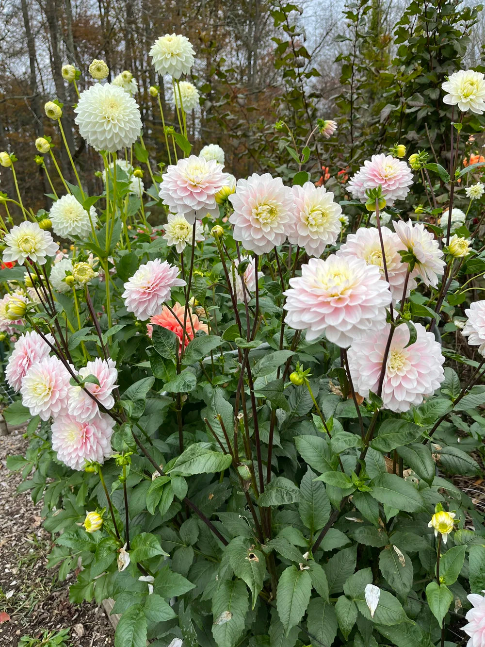 Dahlia Tuber - Silver Years
