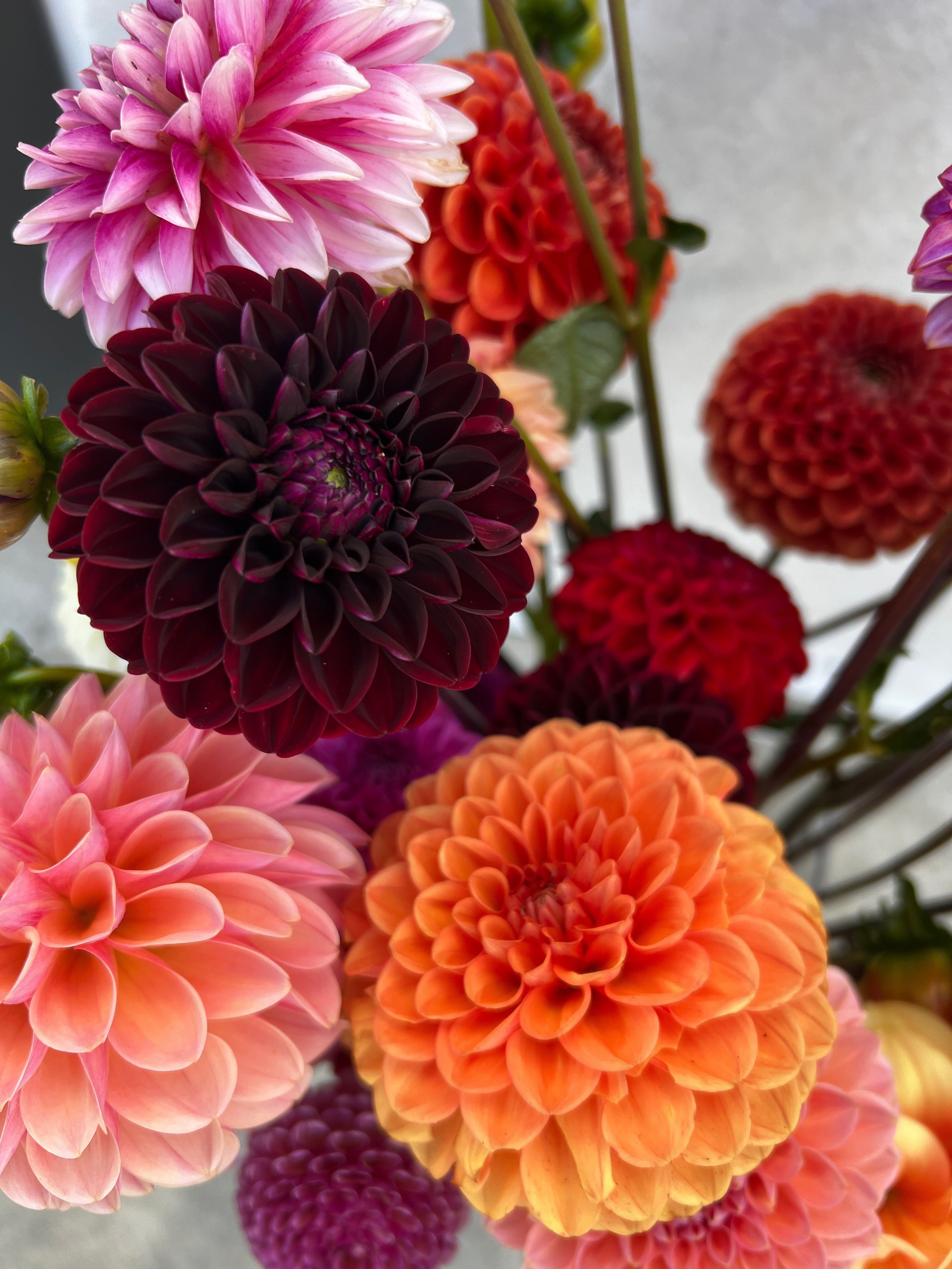Dahlia Tuber - La Recoleta