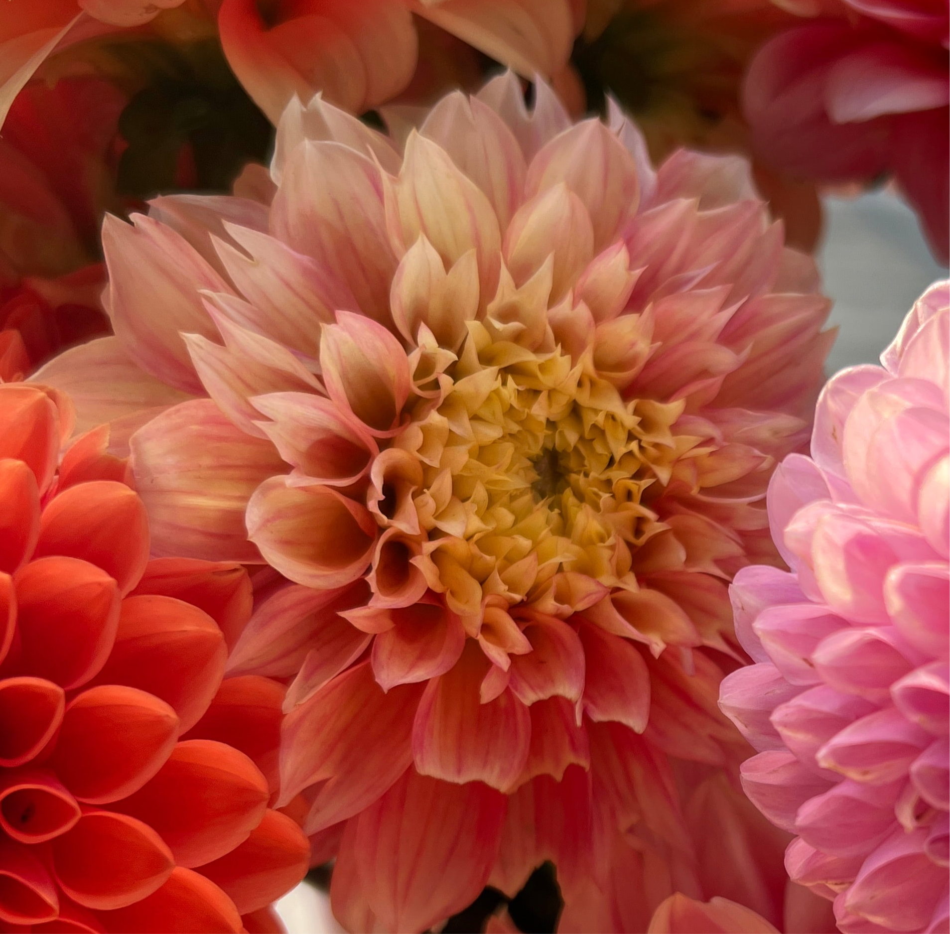 Dahlia Tuber - Kogane Fubuki