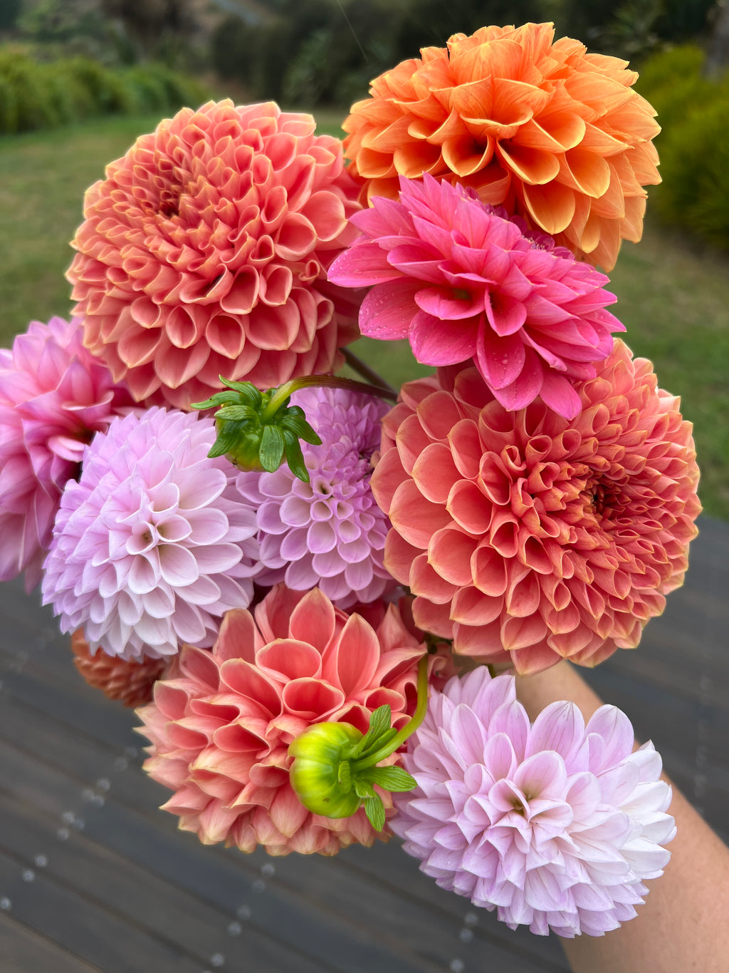Dahlia Tuber - Mystery 5 Pack (Flowerdaze)