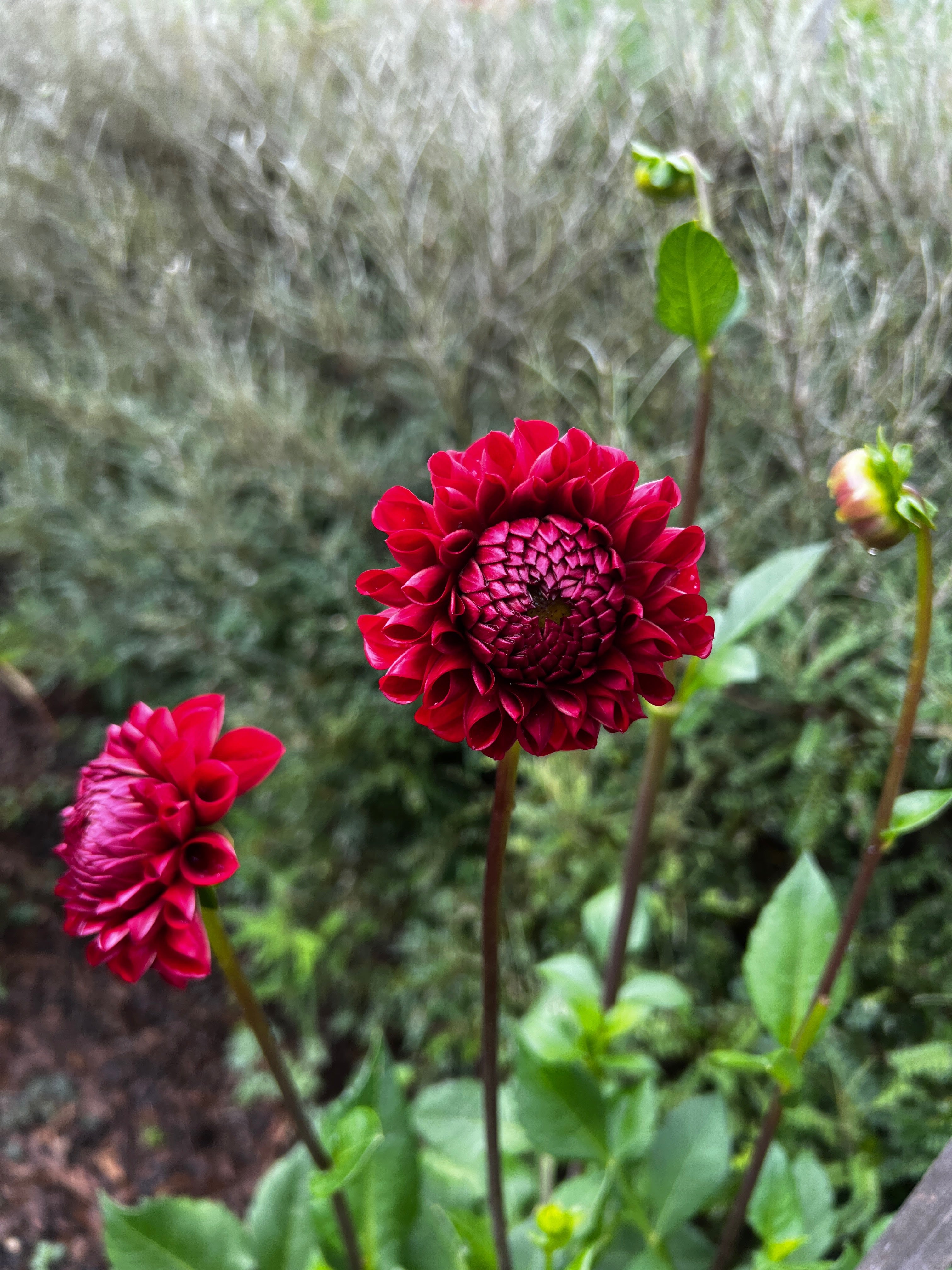 Dahlia Tuber - Ivanetti