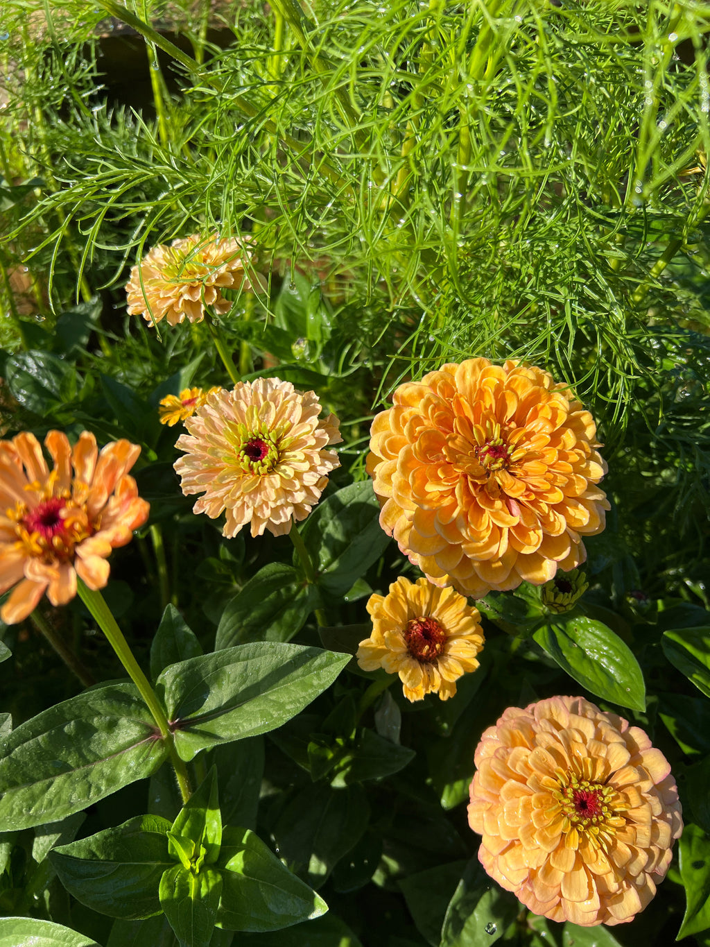 Zinnia Seeds