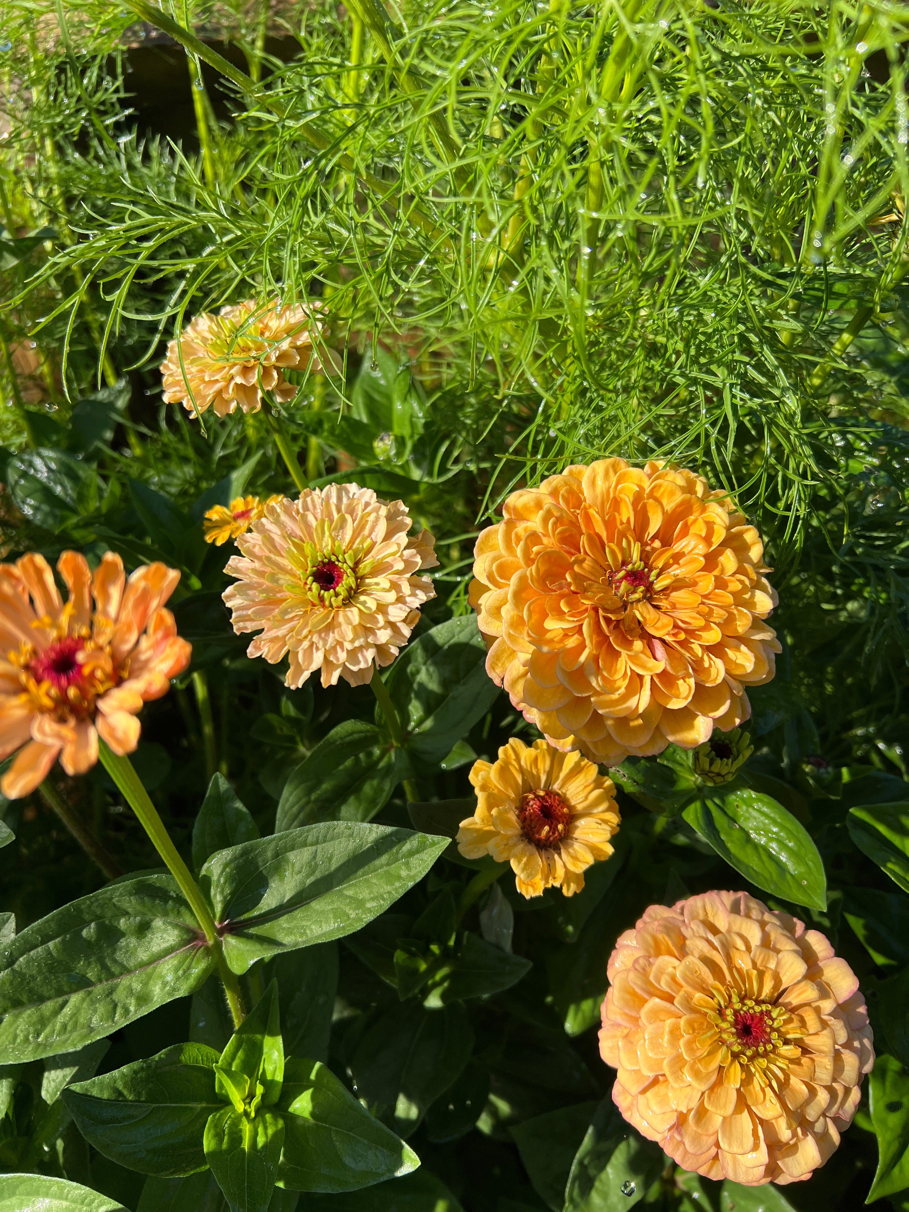 Zinnia Seeds