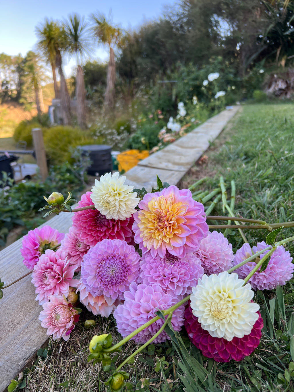 Dahlia Tuber - Petra's Wedding