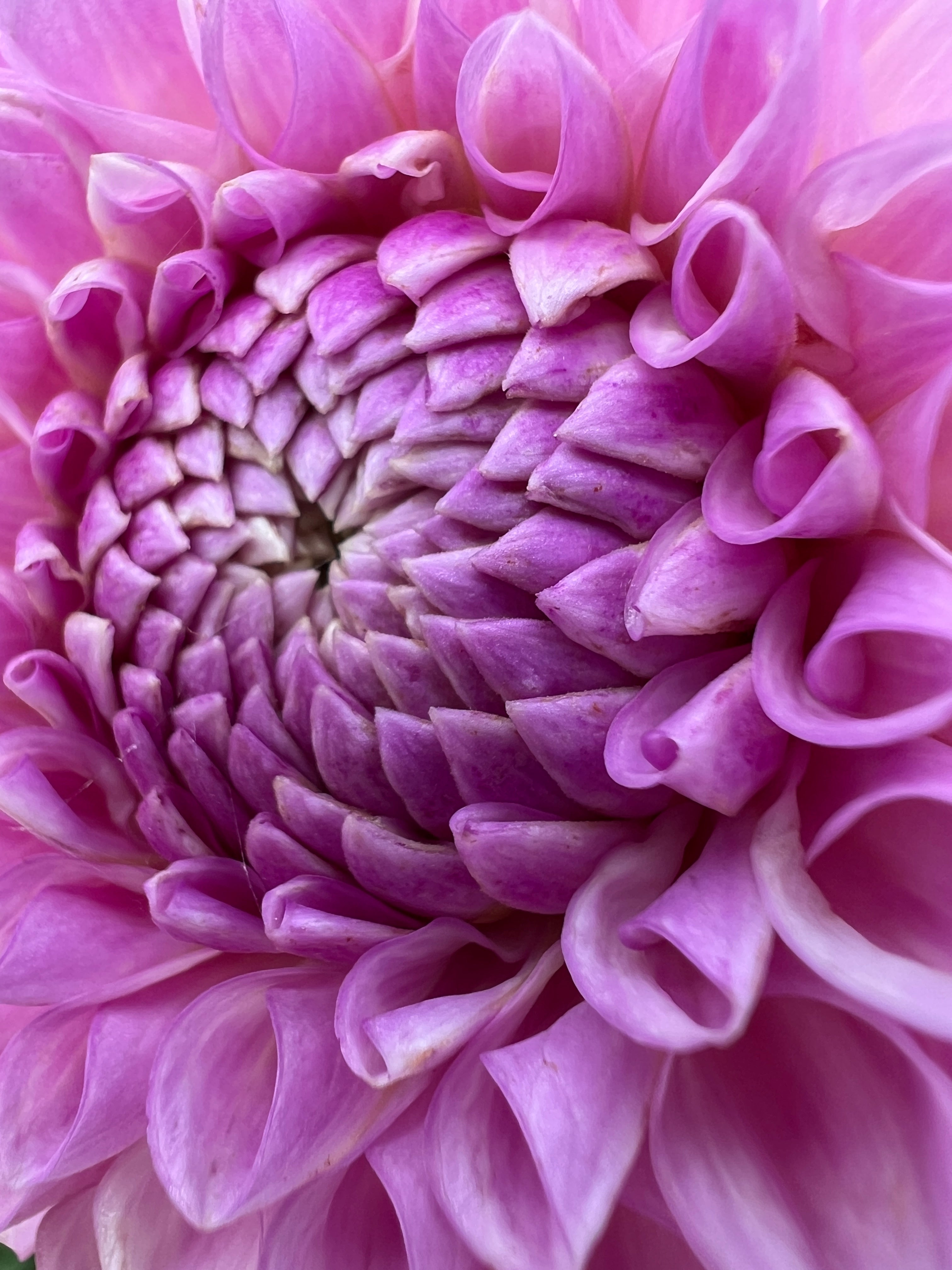 Dahlia Tuber - Megan Dean (Soph's favourite)