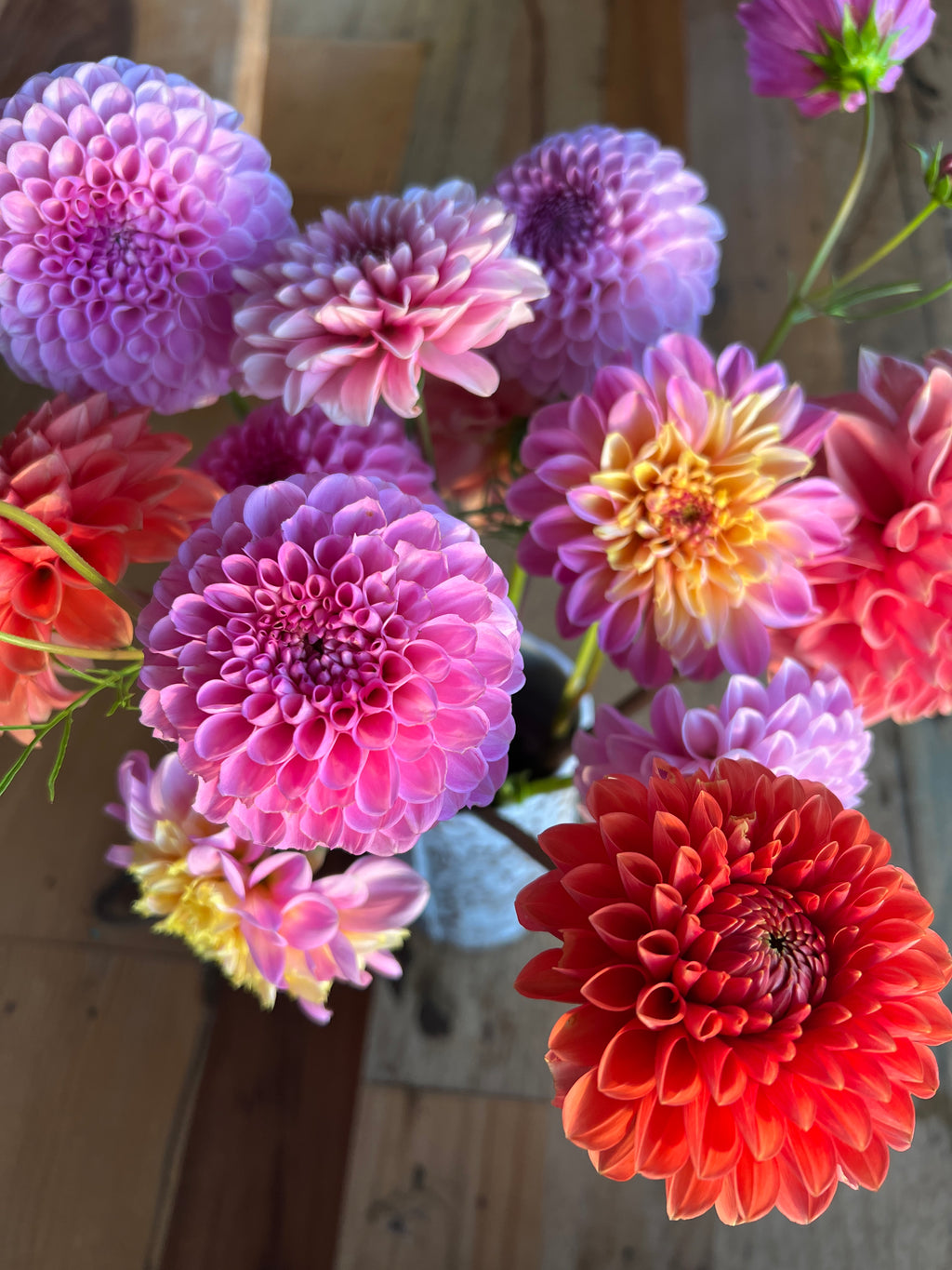Dahlia Tuber - Lifestyle