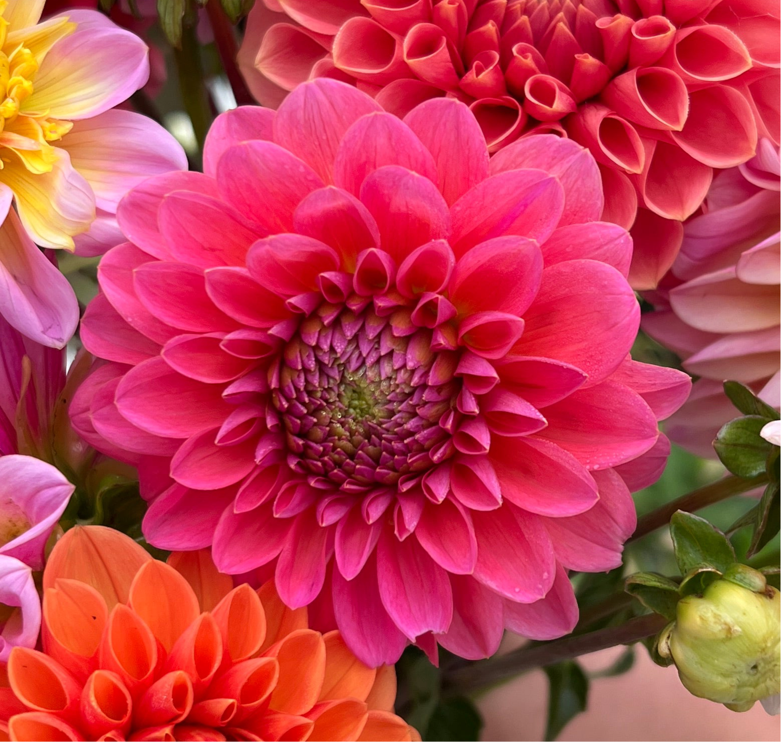 Dahlia Tuber - Daisy Duke