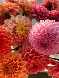 Dahlia Tuber - Kogane Fubuki