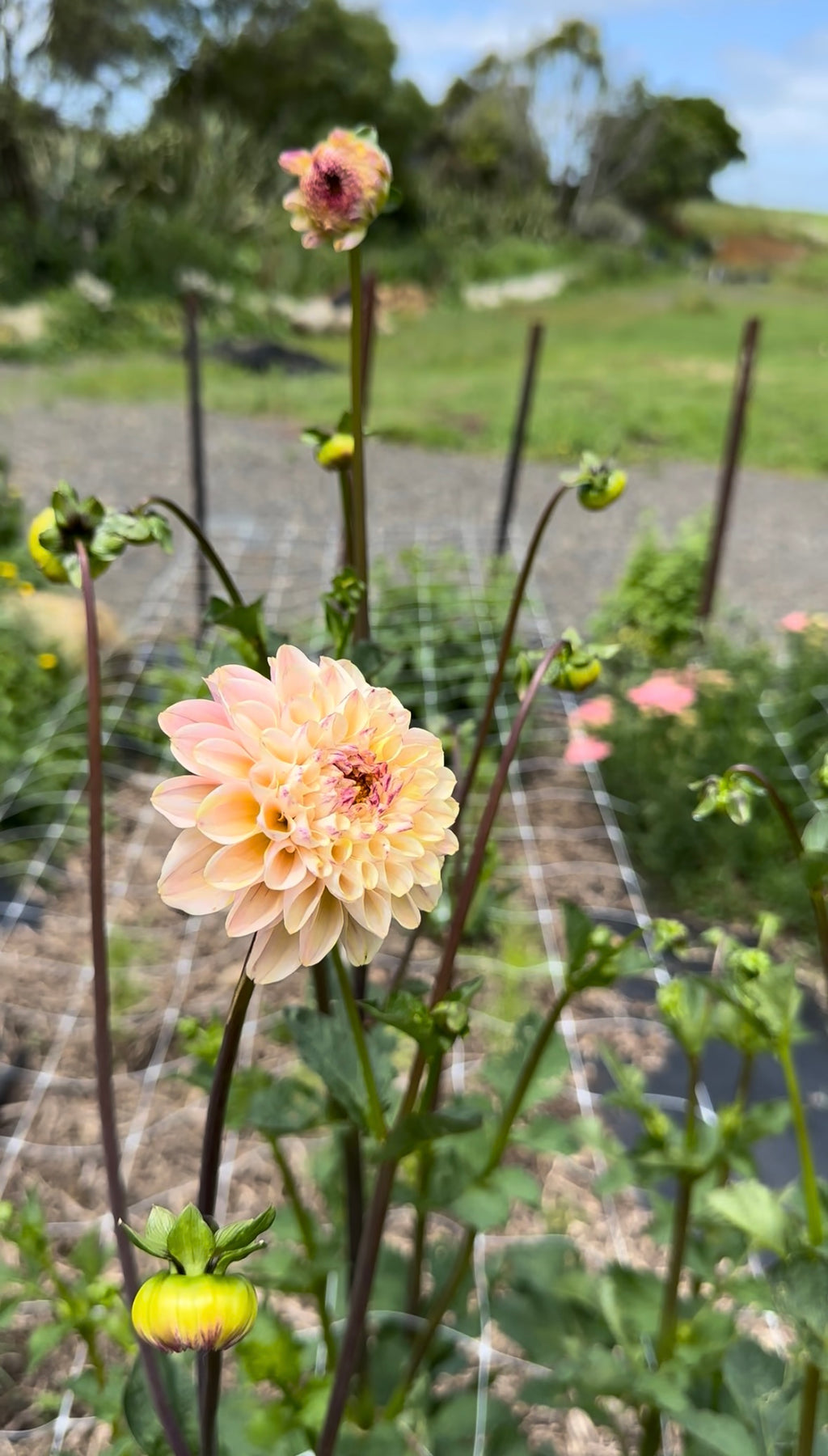Dahlia Tuber - Wine eyed Jill