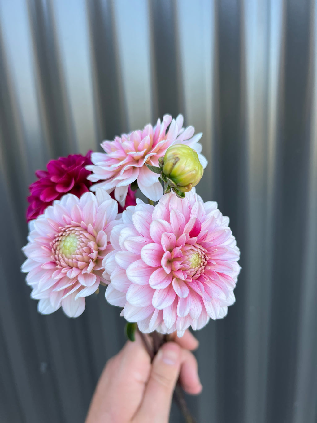 Dahlia Tuber - Strawberries & Cream