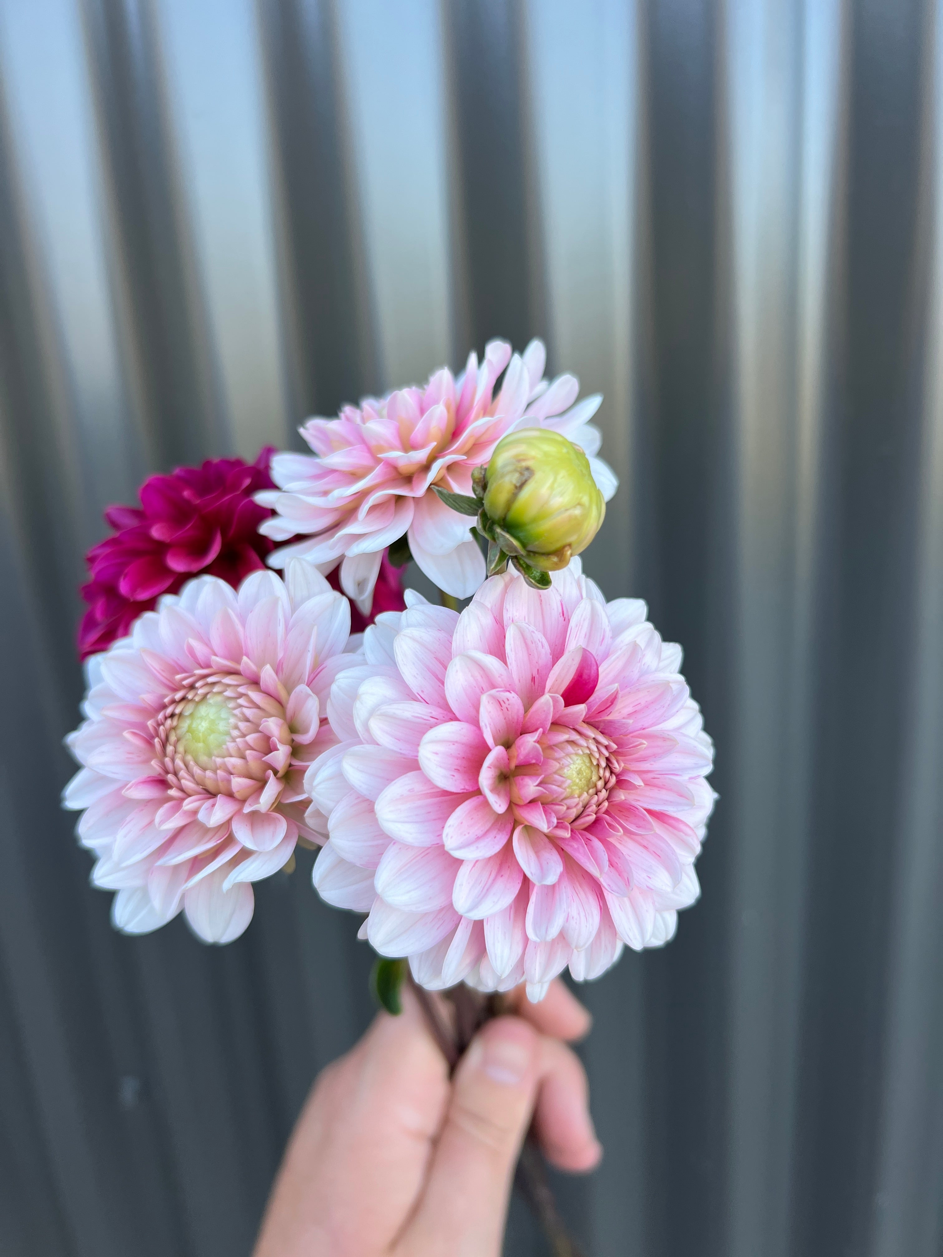 Dahlia Tuber - Strawberries & Cream