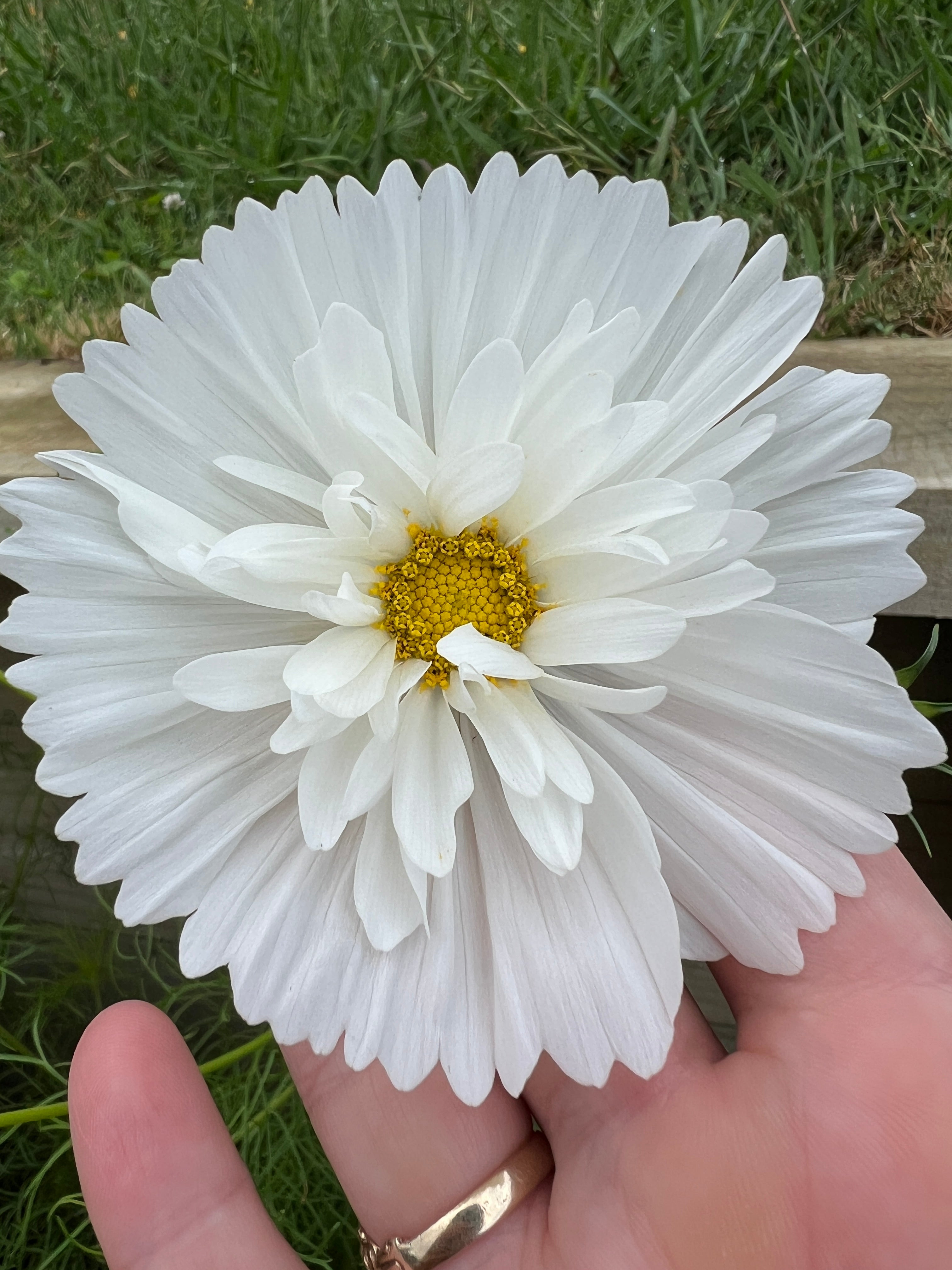 White cosmos seeds (doubles & cupcake)