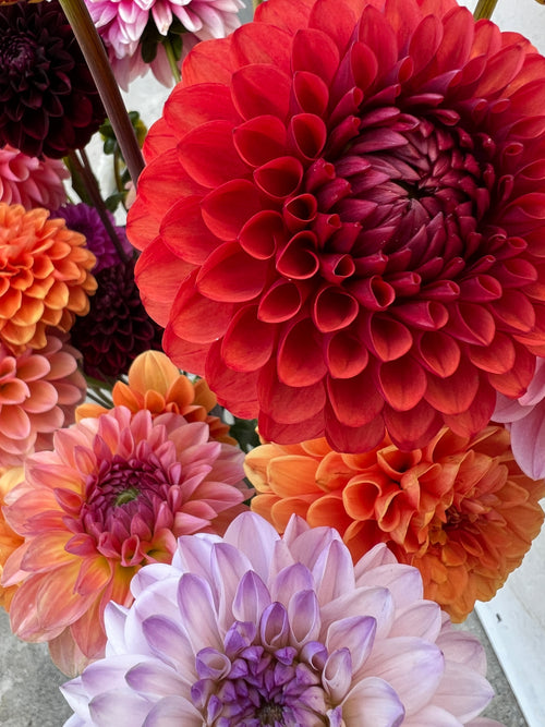 Dahlia Tuber - Brown Sugar