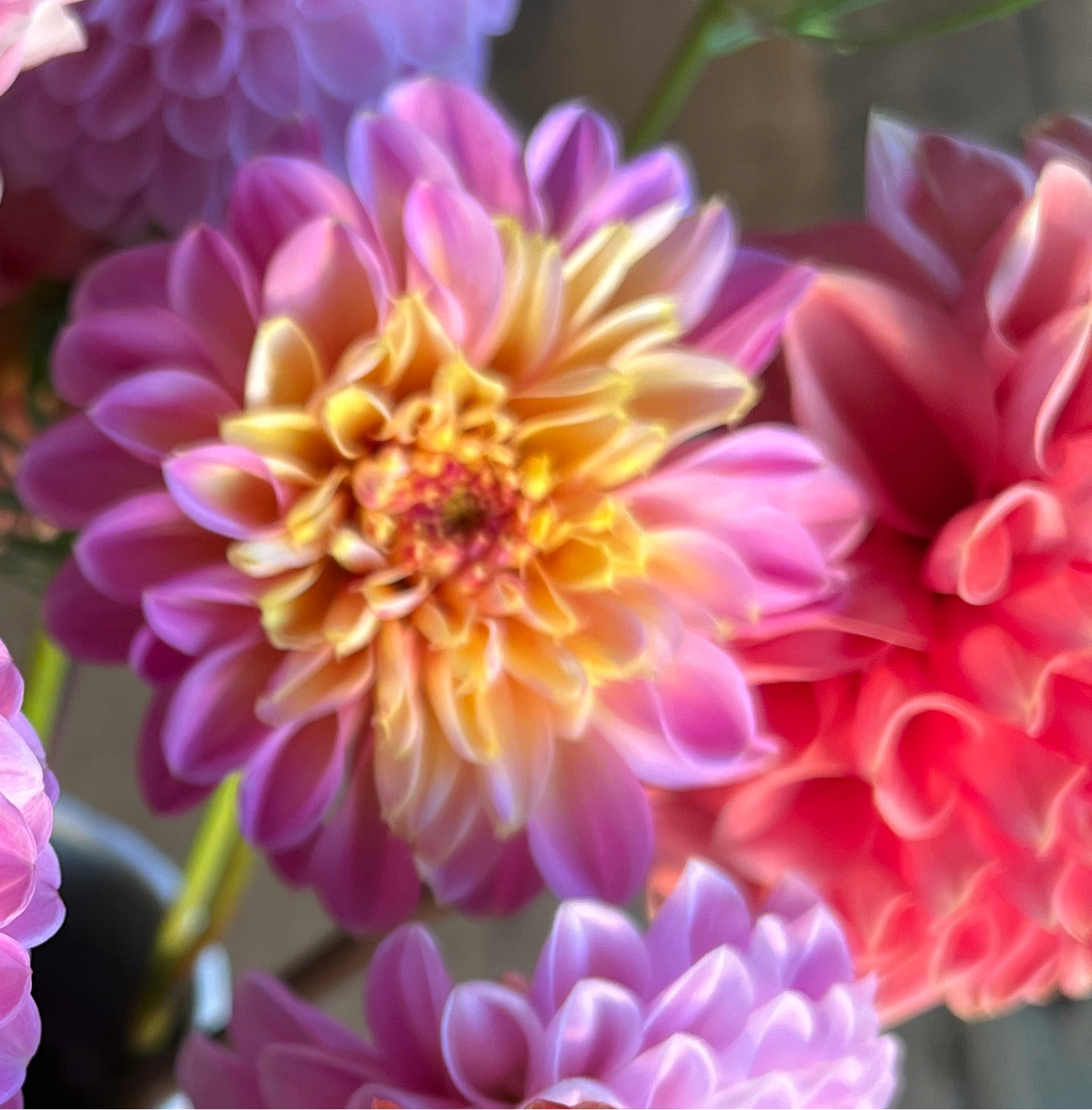 Dahlia Tuber - Lifestyle