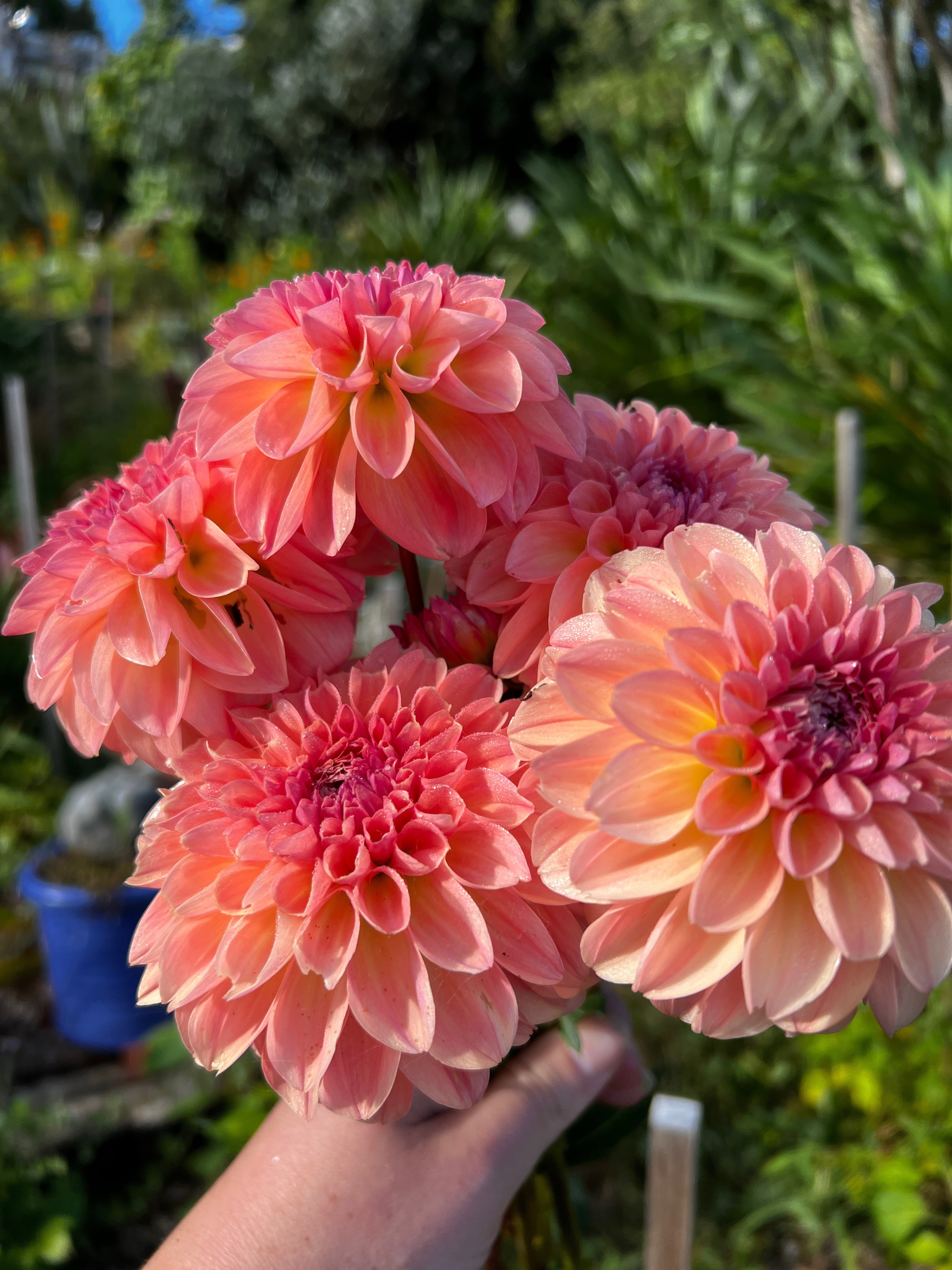 Dahlia Tuber - Sebastian