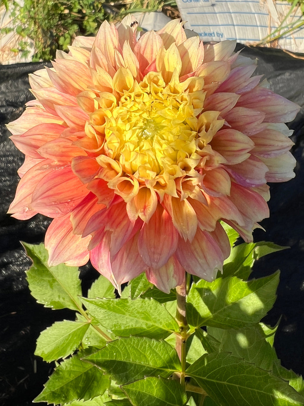 Large pink and yellow flower with green leaves on a blurred natural background