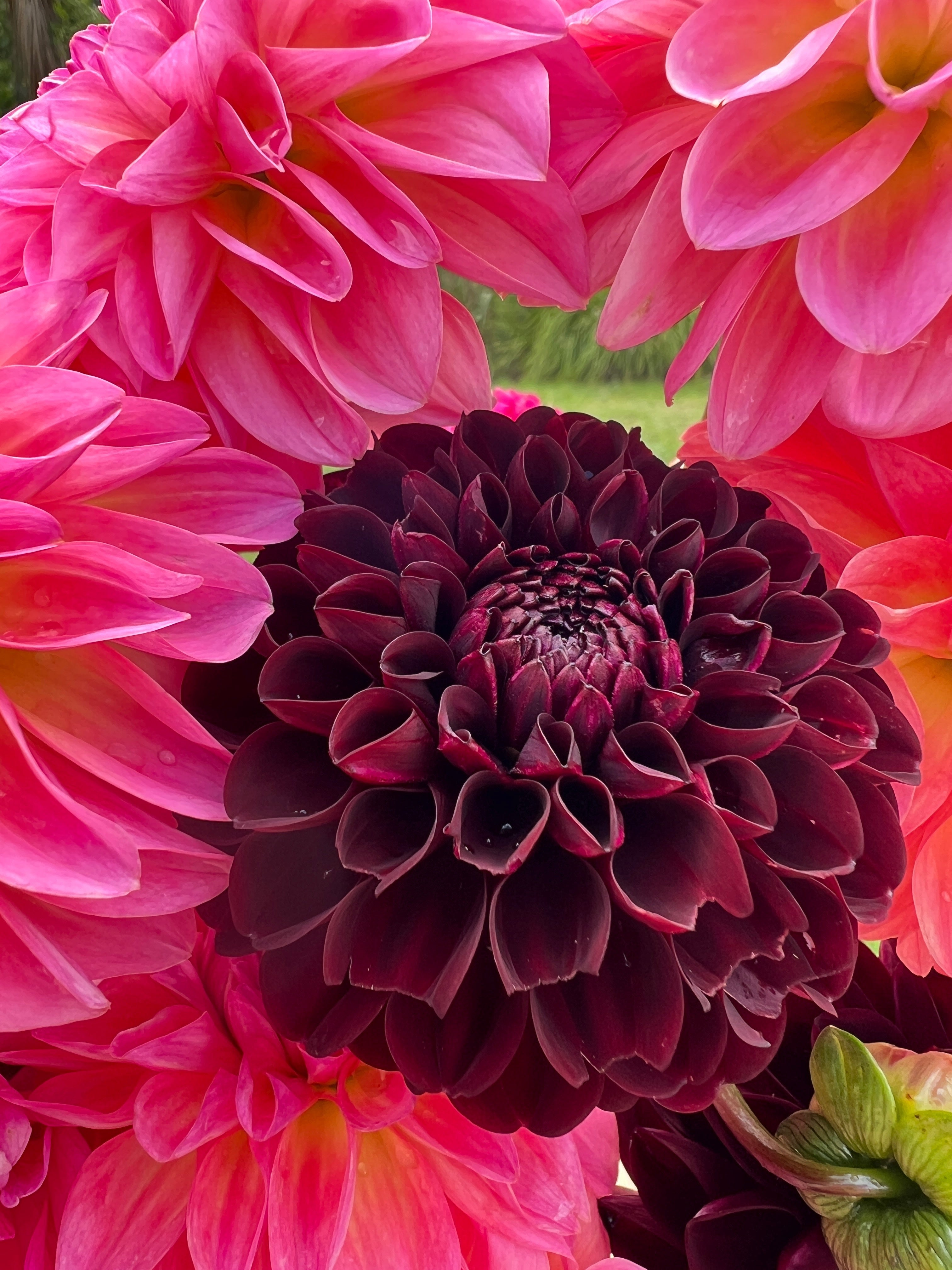 Dahlia Tuber - La Recoleta