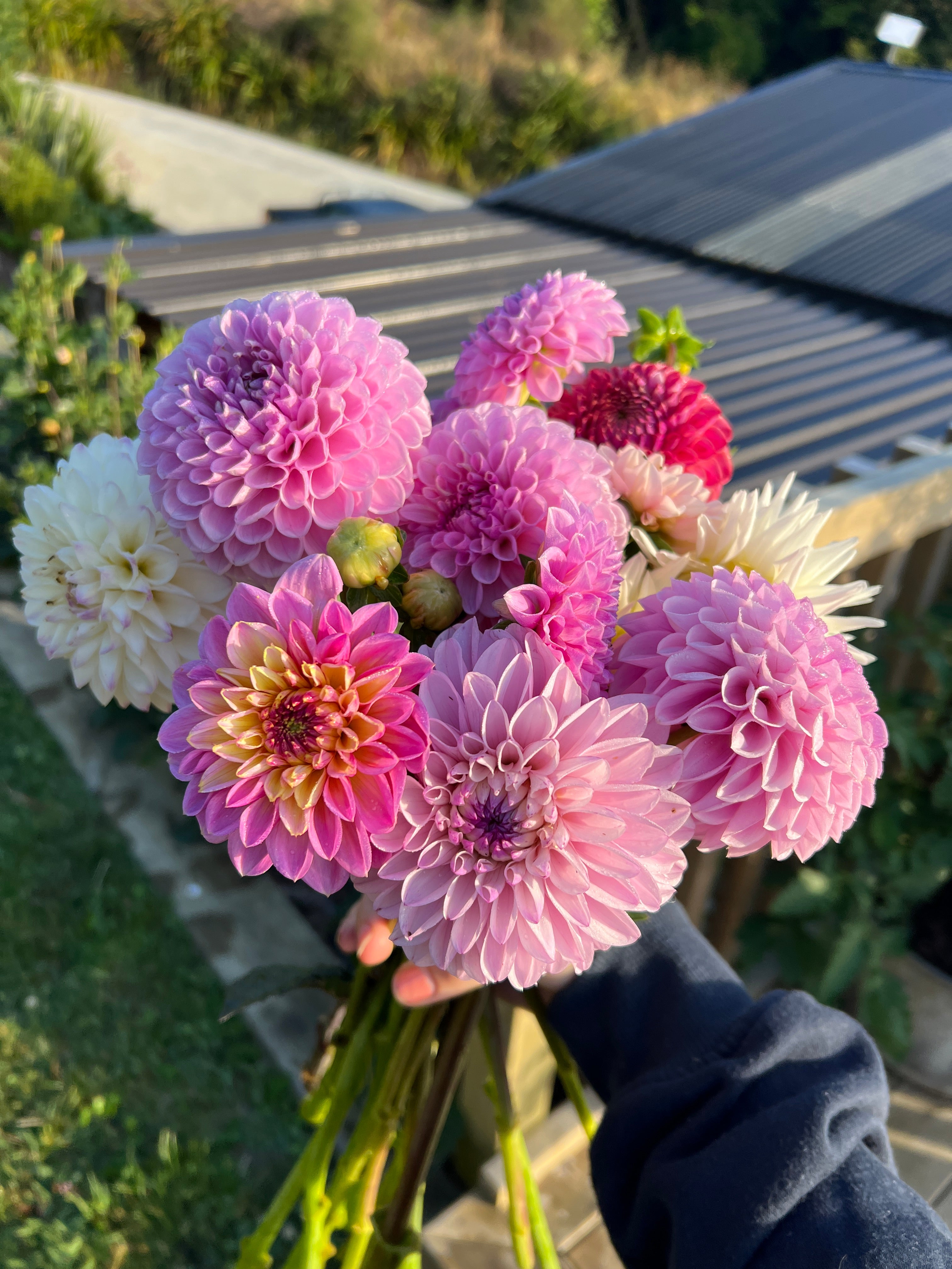 Dahlia Tuber - Espacio