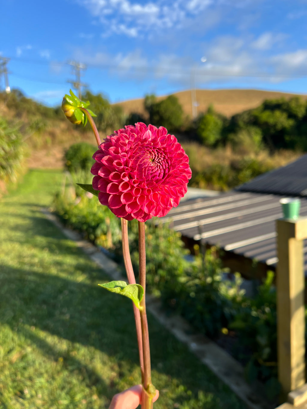 Dahlia Tuber - Caitlins Joy