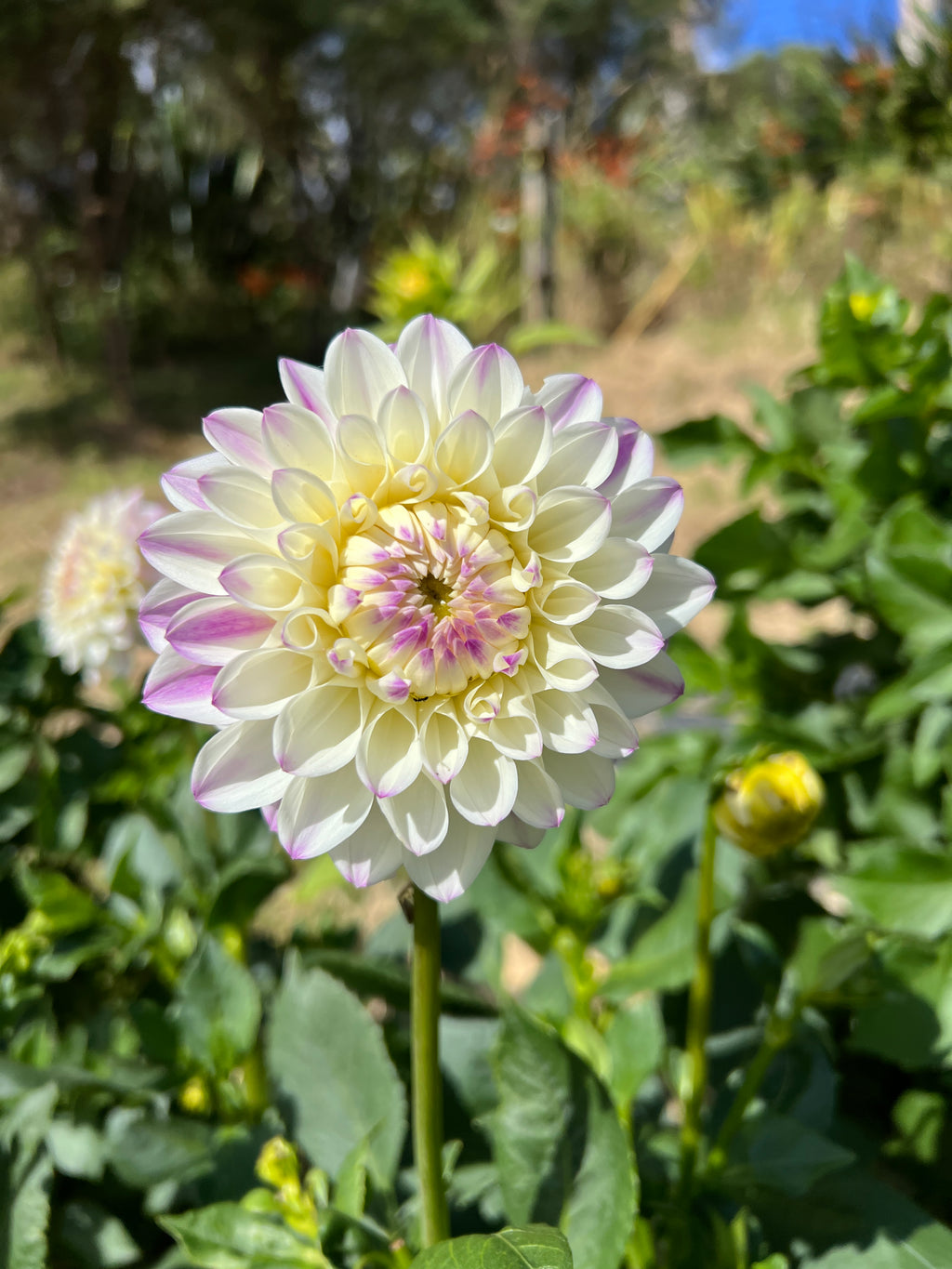 Dahlia Tuber - Wittem