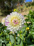 Dahlia Tuber - Wittem