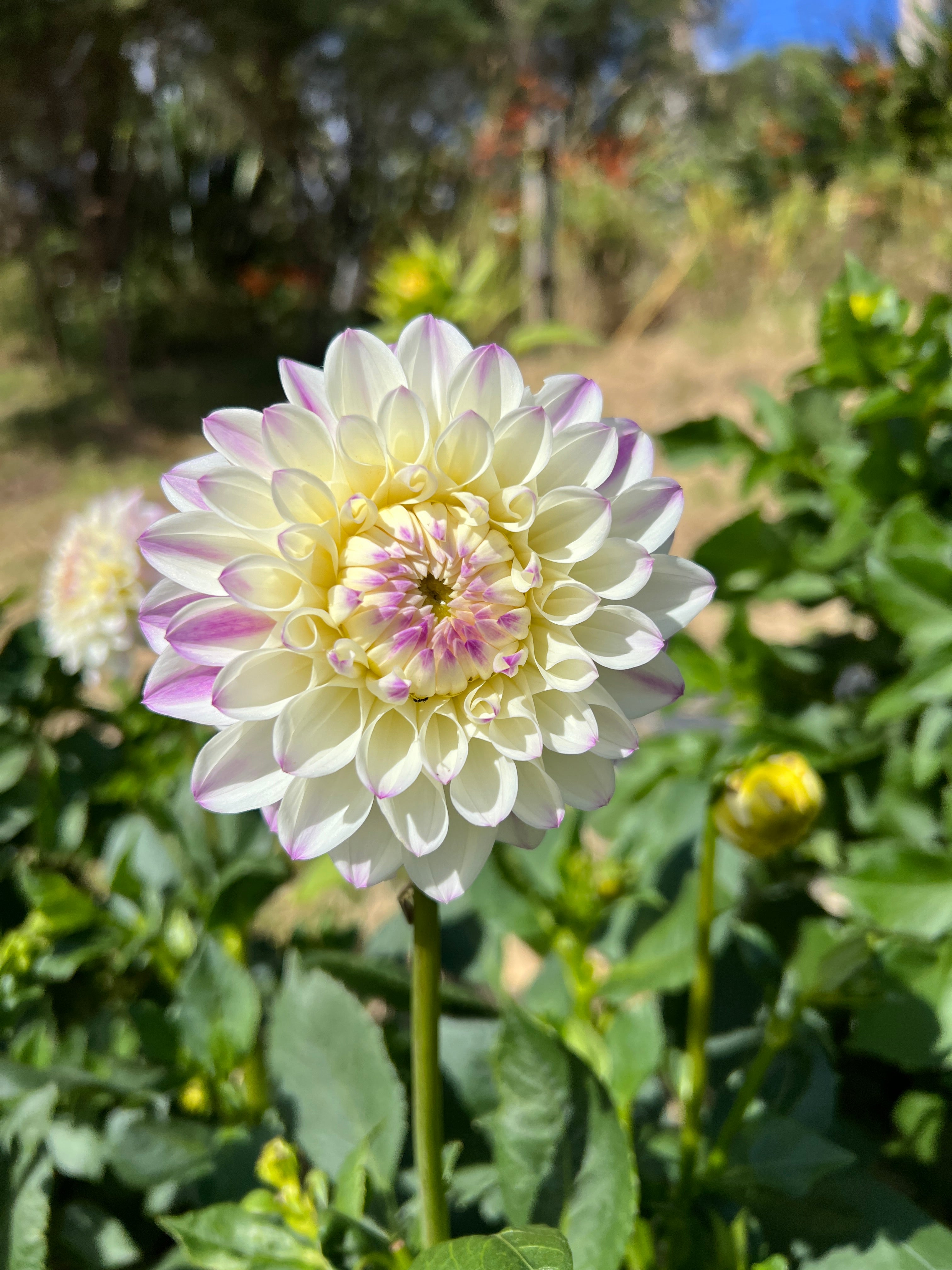 Dahlia Tuber - Wittem