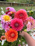 Dahlia Tuber - Daisy Duke