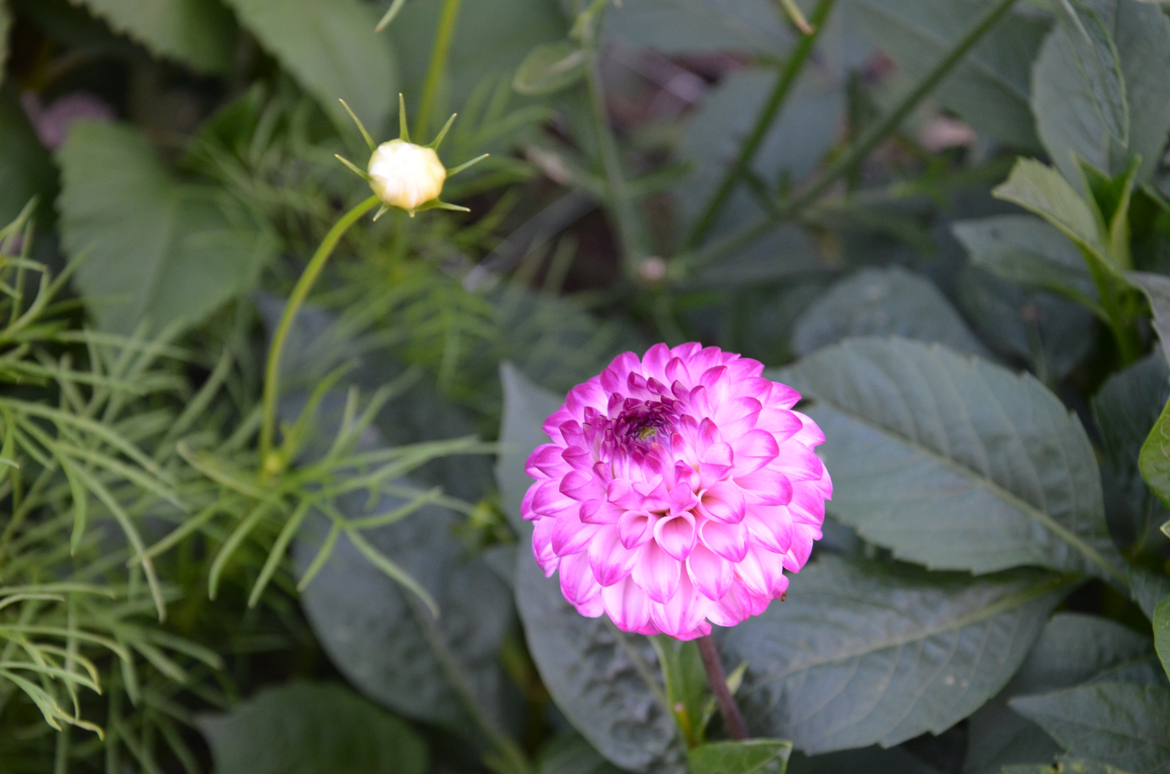 Dahlia Tuber - Genova