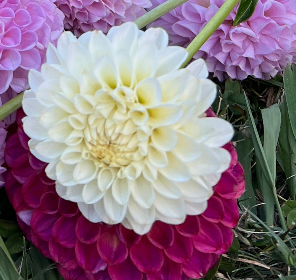 Dahlia Tuber - Petra's Wedding
