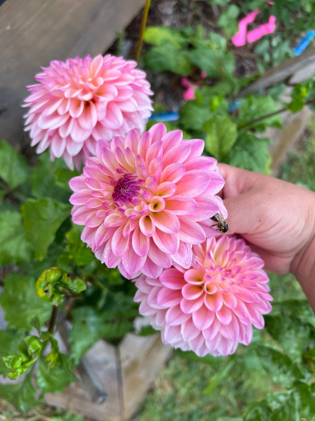 Dahlia Tuber - Coralie