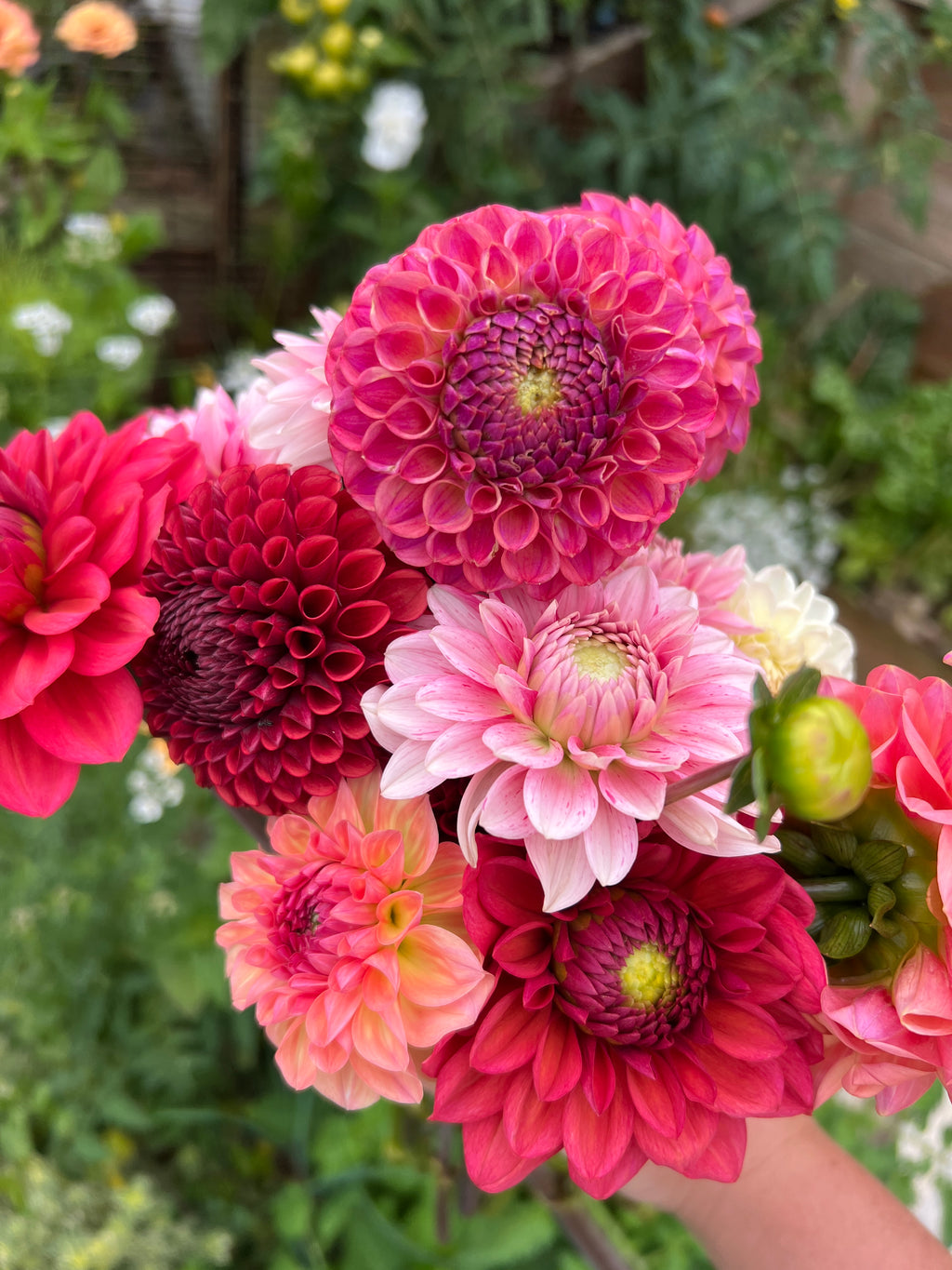Dahlia Tuber - Caitlins Joy