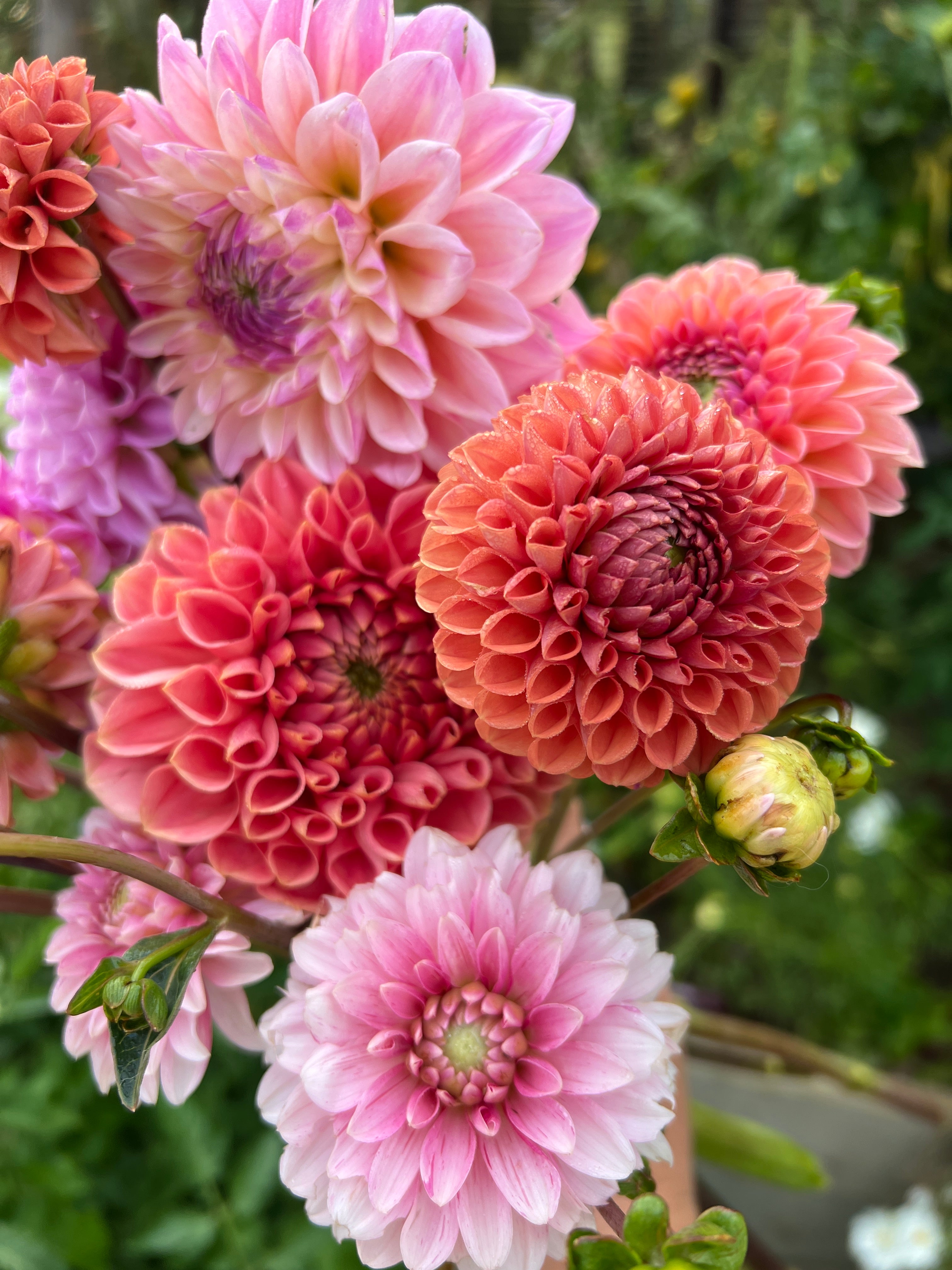 Dahlia Tuber - Strawberries & Cream