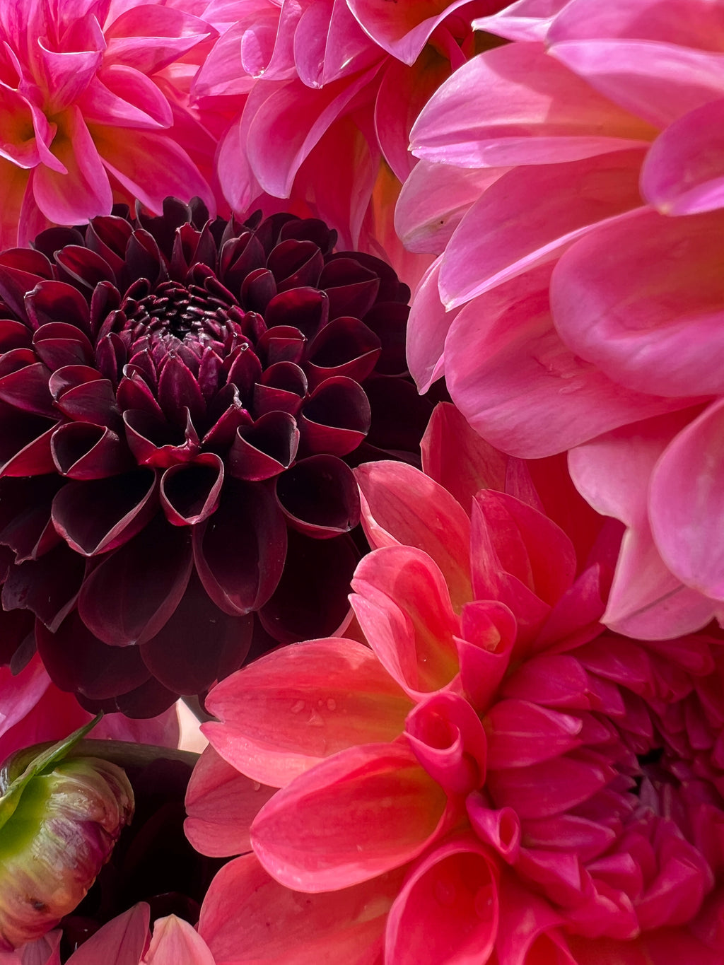 Dahlia Tuber - La Recoleta