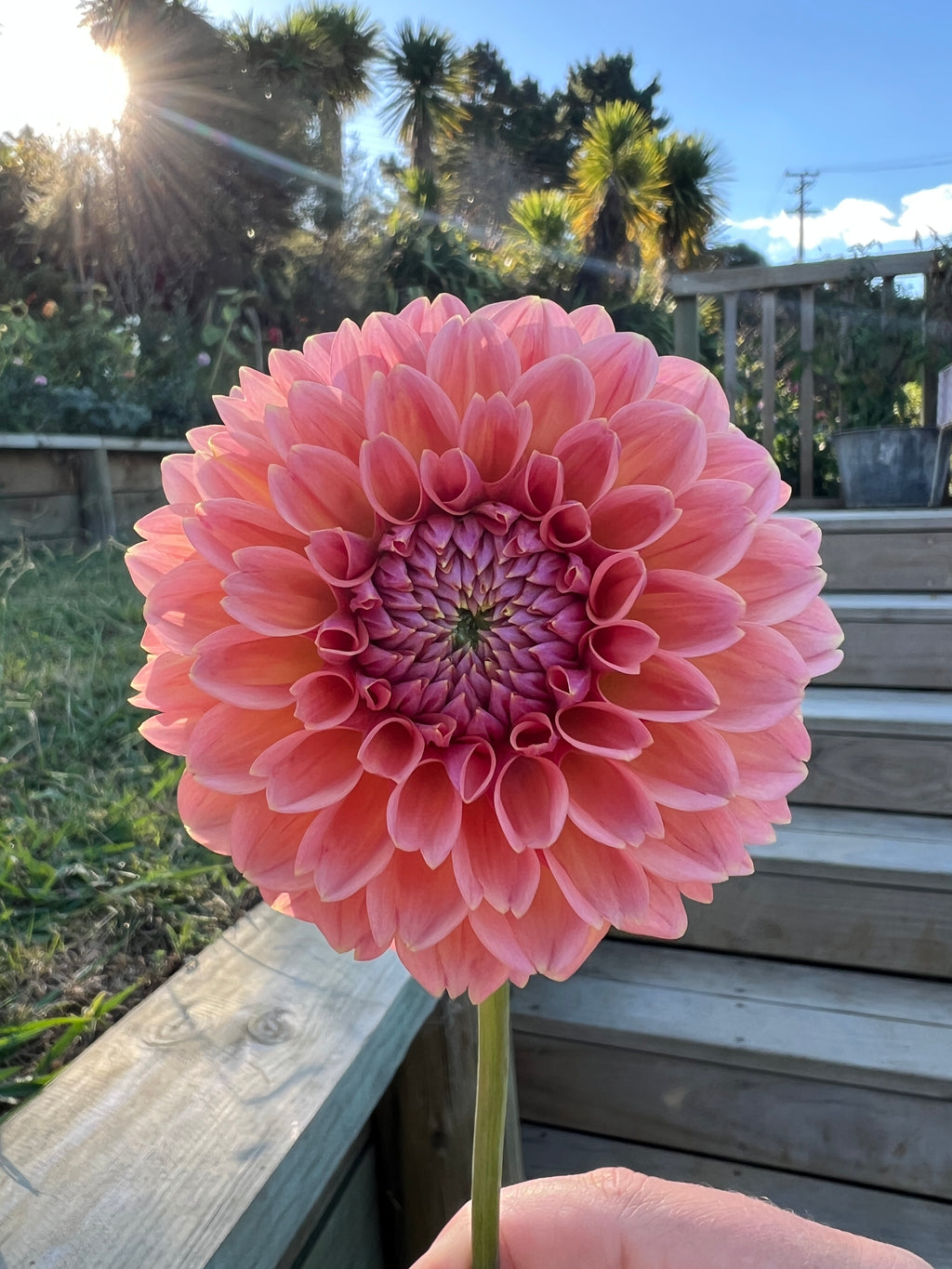 Dahlia Tuber - Linda's Baby