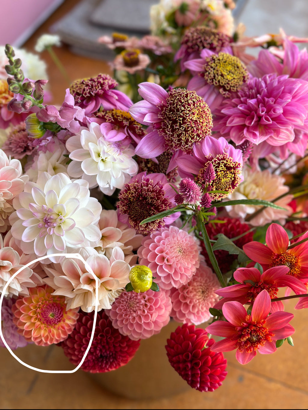Dahlia Tuber - Jowey Nicky
