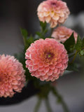 Dahlia Tuber - Jowey Nicky