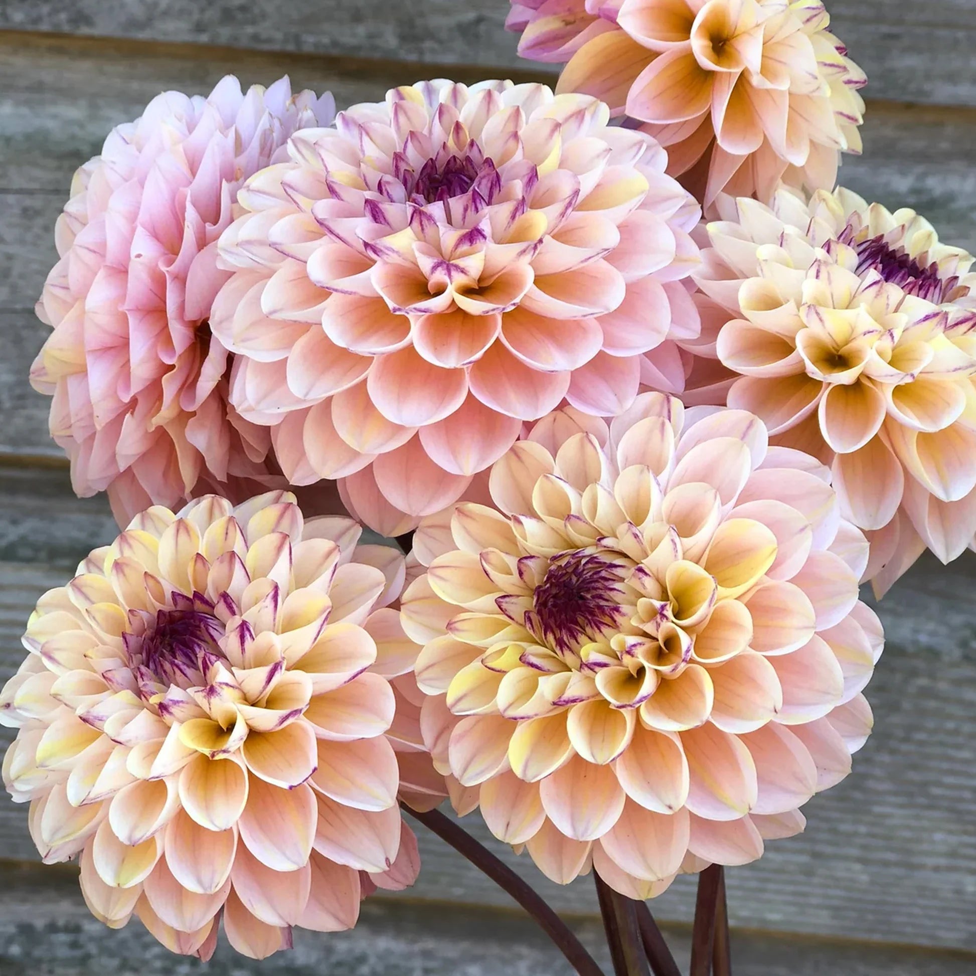 Dahlia Tuber - Wine eyed Jill