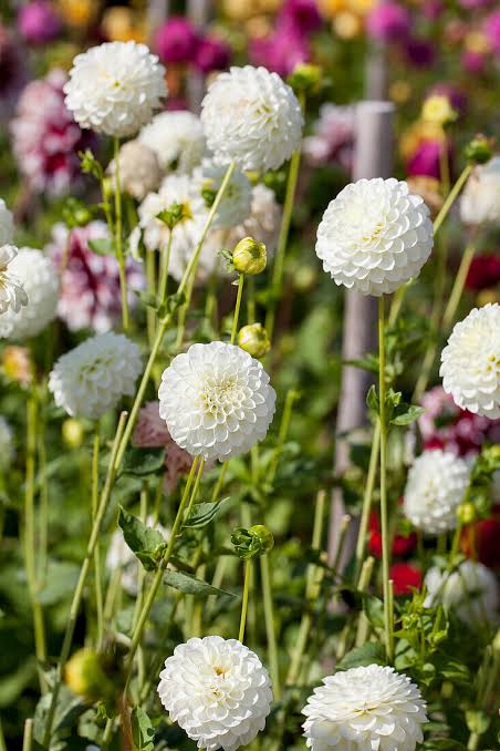 Dahlia Tuber - White Aster