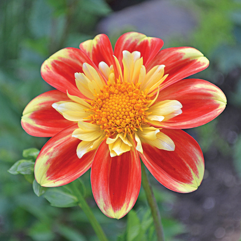 Dahlia Tuber - Pooh