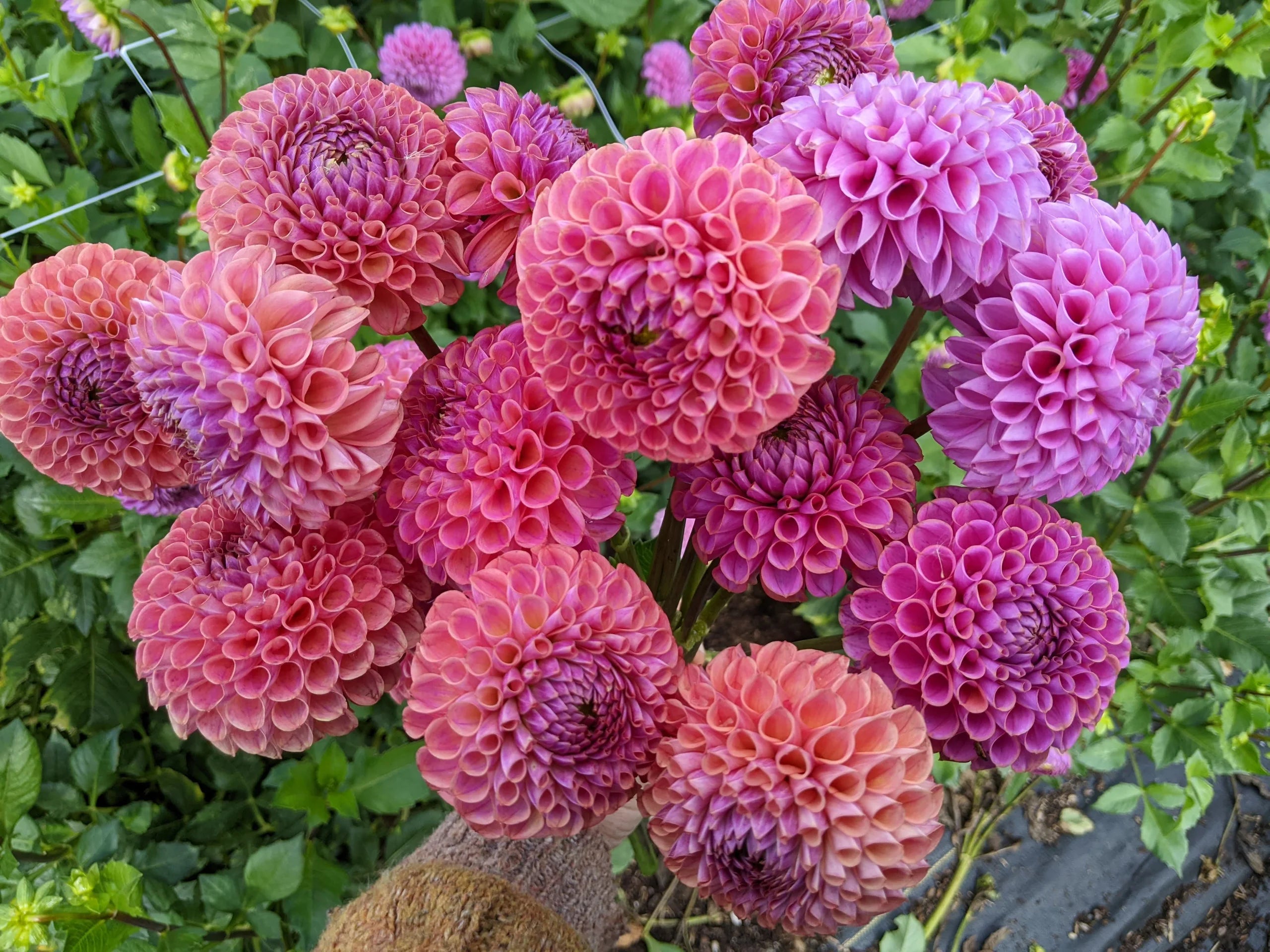Dahlia Tuber - Caitlins Joy