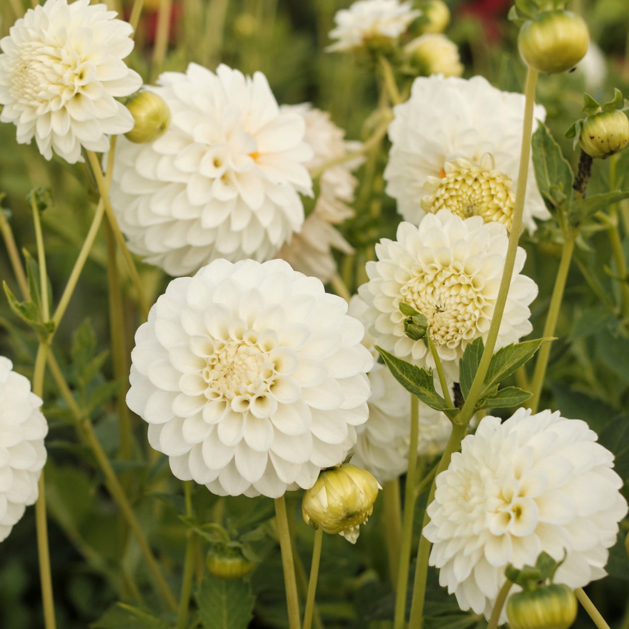 Dahlia Tuber - Petra's Wedding