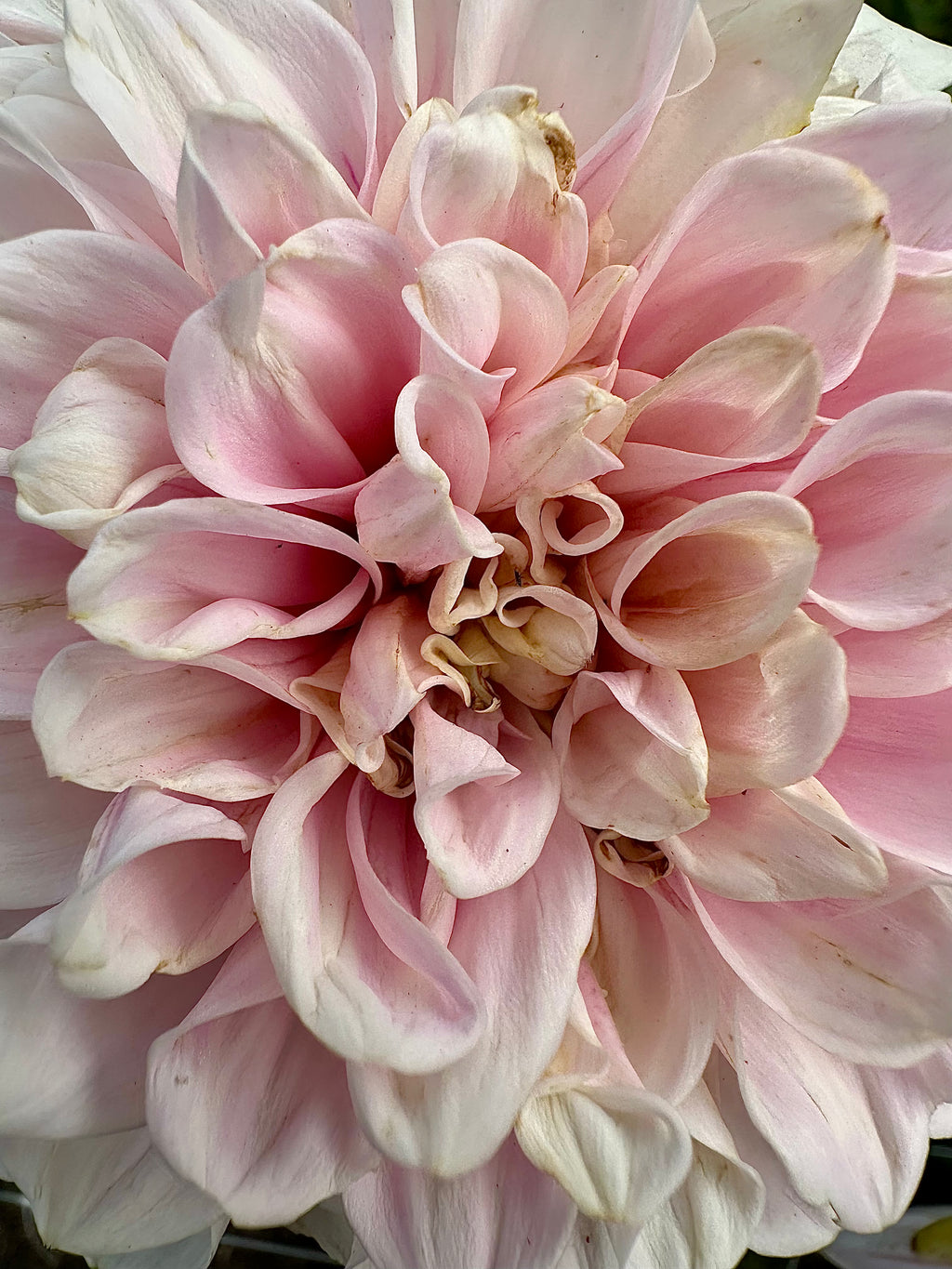 Dahlia Tuber - Sweet Nathalie