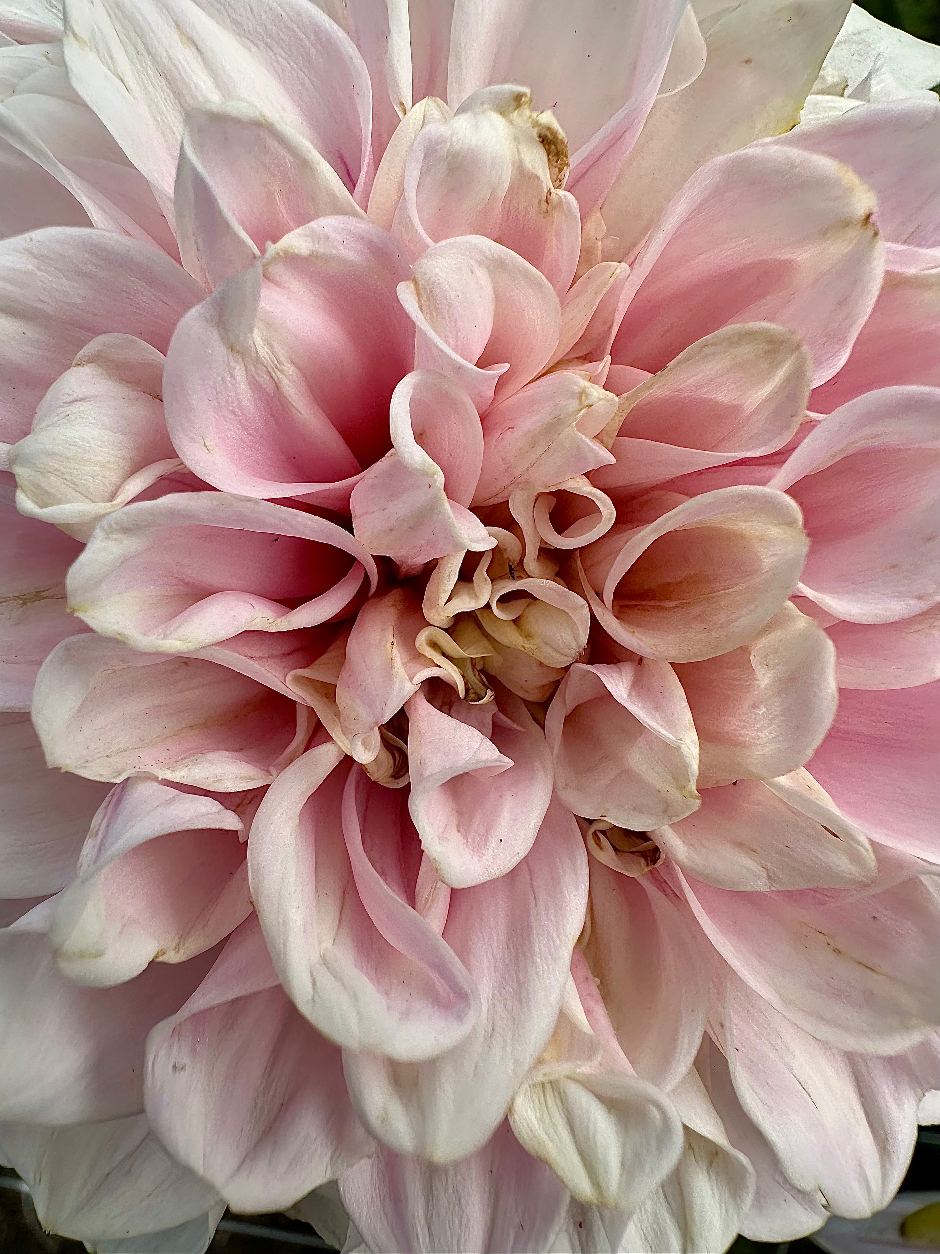 Dahlia Tuber - Sweet Nathalie