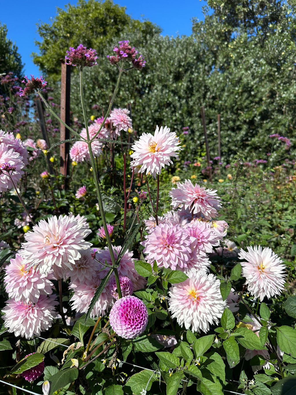 Dahlia Tuber - Pink Impact