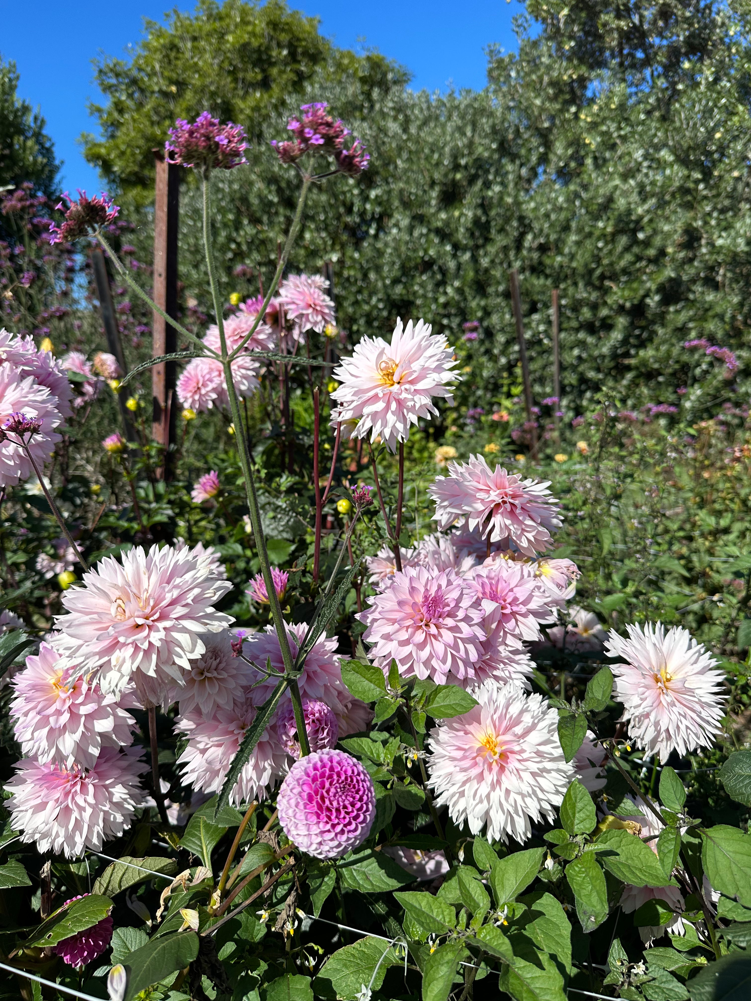 Dahlia Tuber - Pink Impact