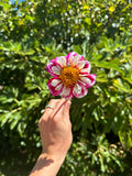 Dahlia Tuber - Bumble Rumble (LIMITED NUMBERS)