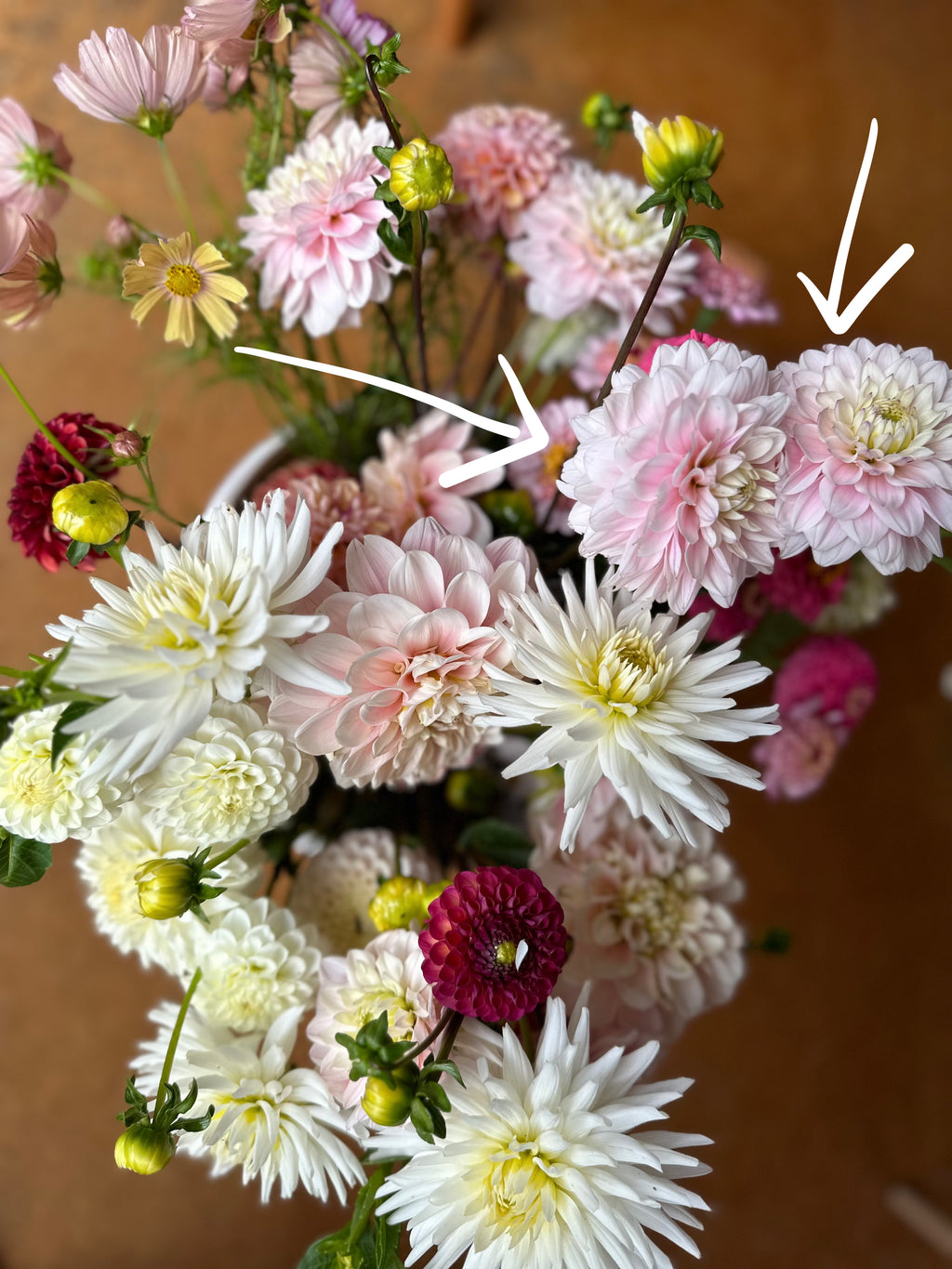 Dahlia Tuber - Silver Years